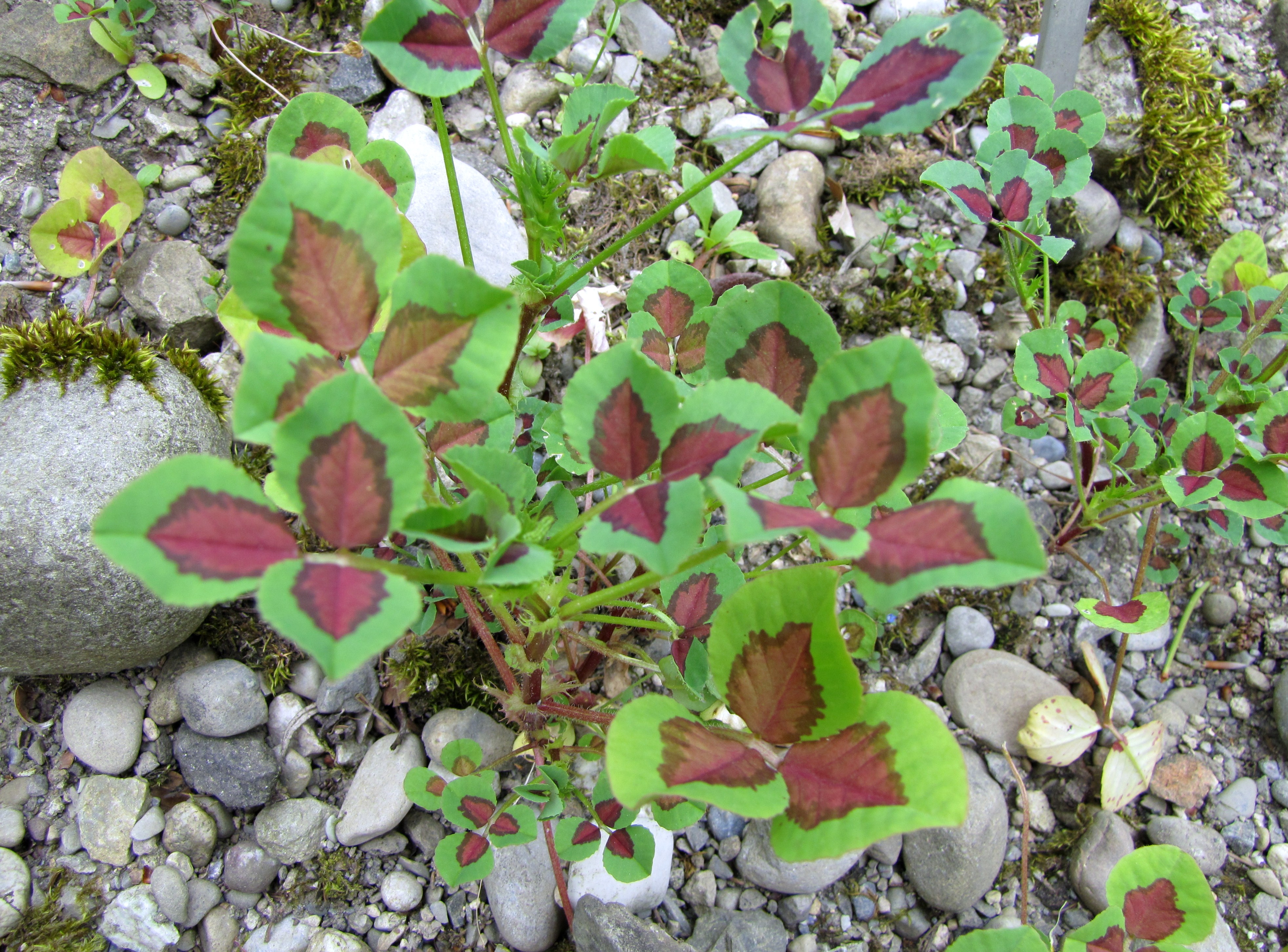 Medicago intertexta / Calvary Clover, Prickly Medick, Clover