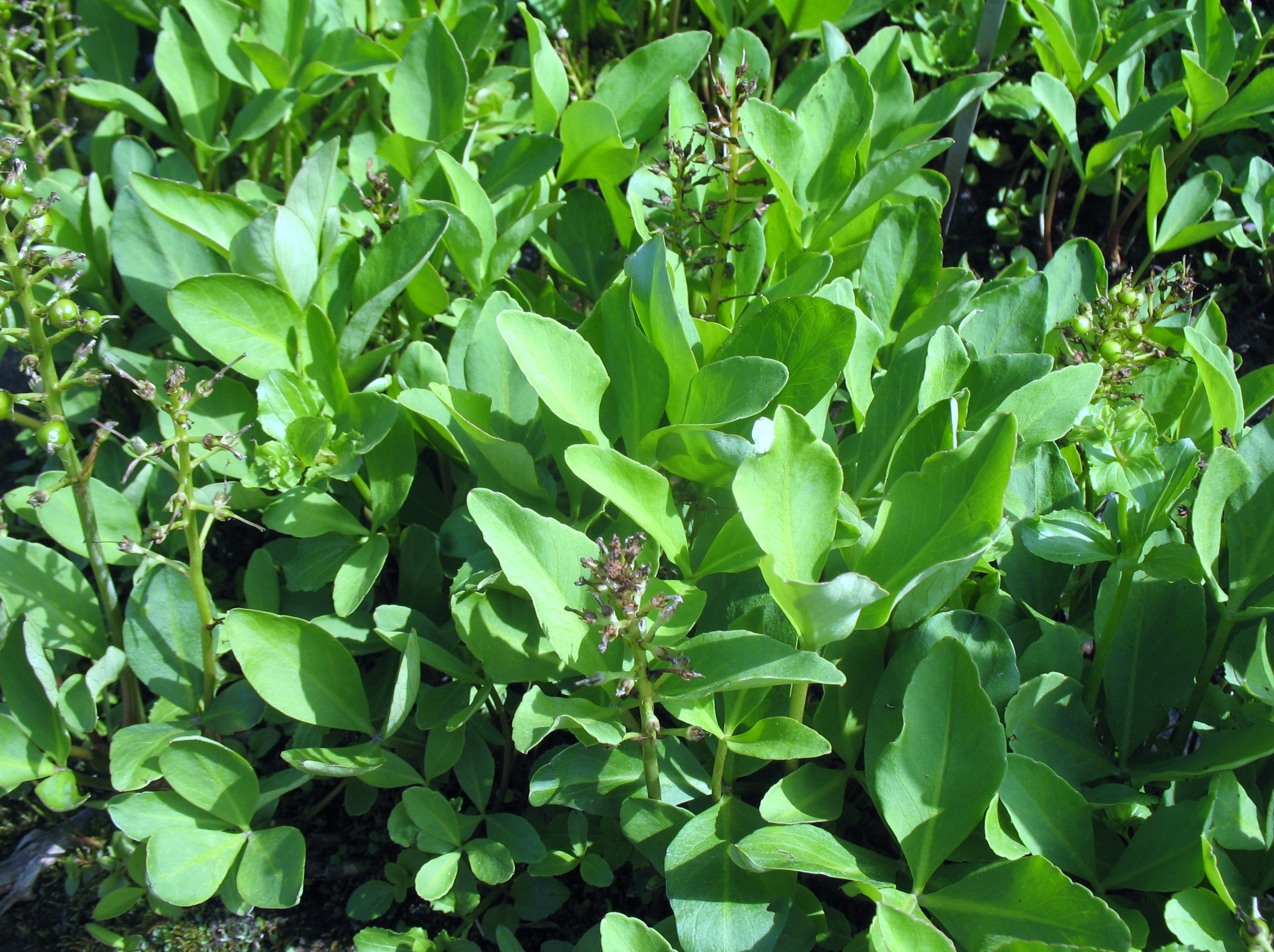 Menyanthes trifoliata / Bogbean, Marsh Trefoil, Marsh Clover, Buckbean