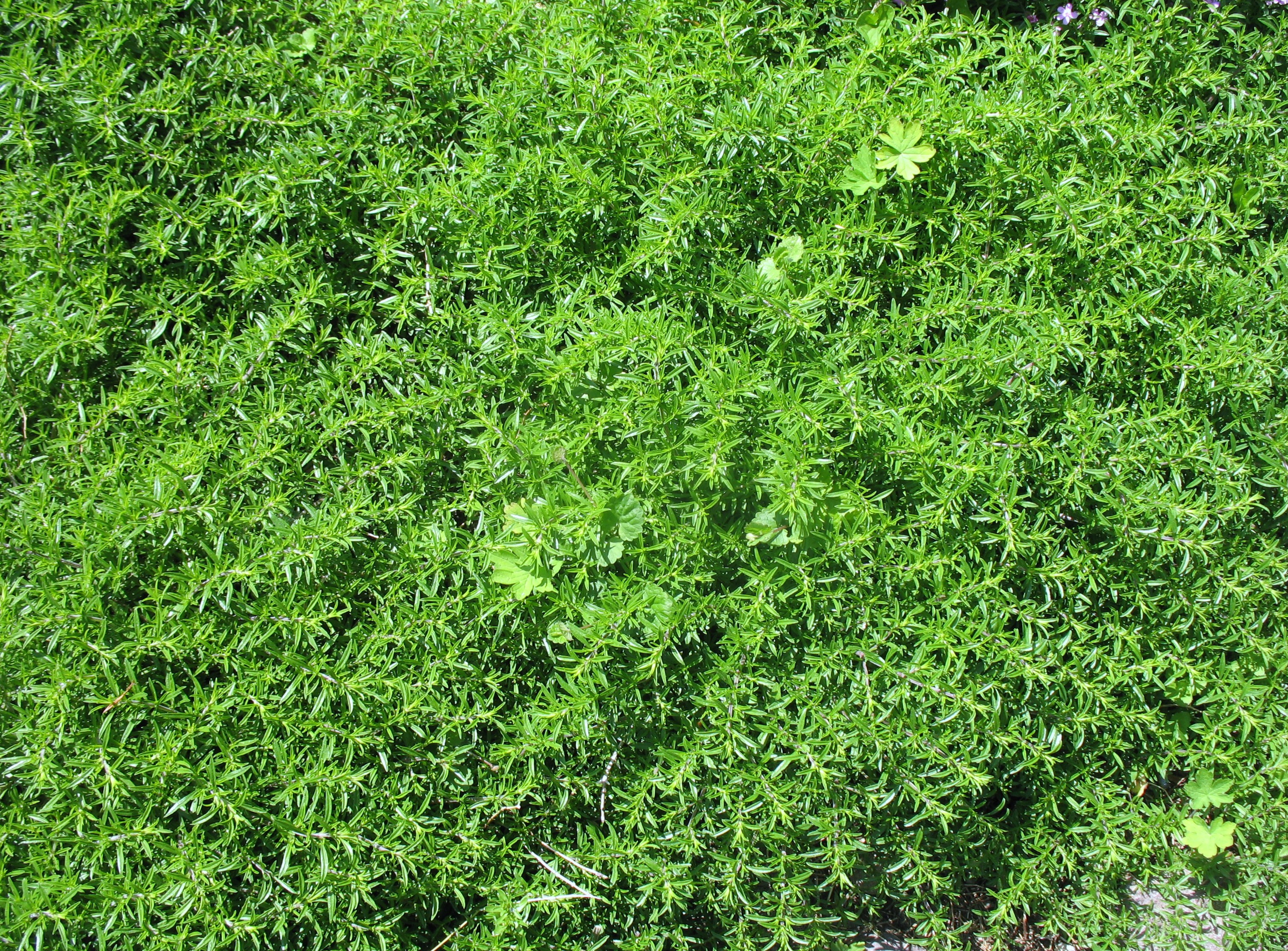 Micromeria thymifolia / Mountain Mint