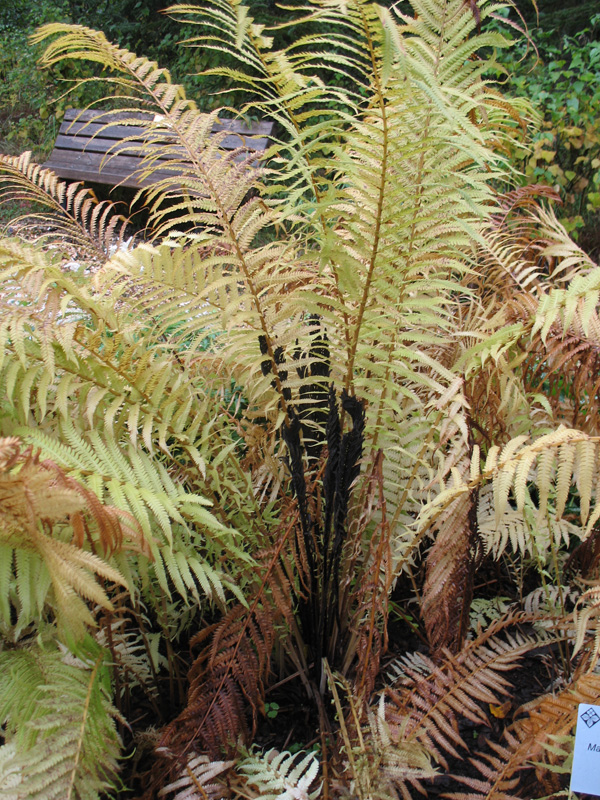 Matteuccia struthiopteris / Ostrich Fern