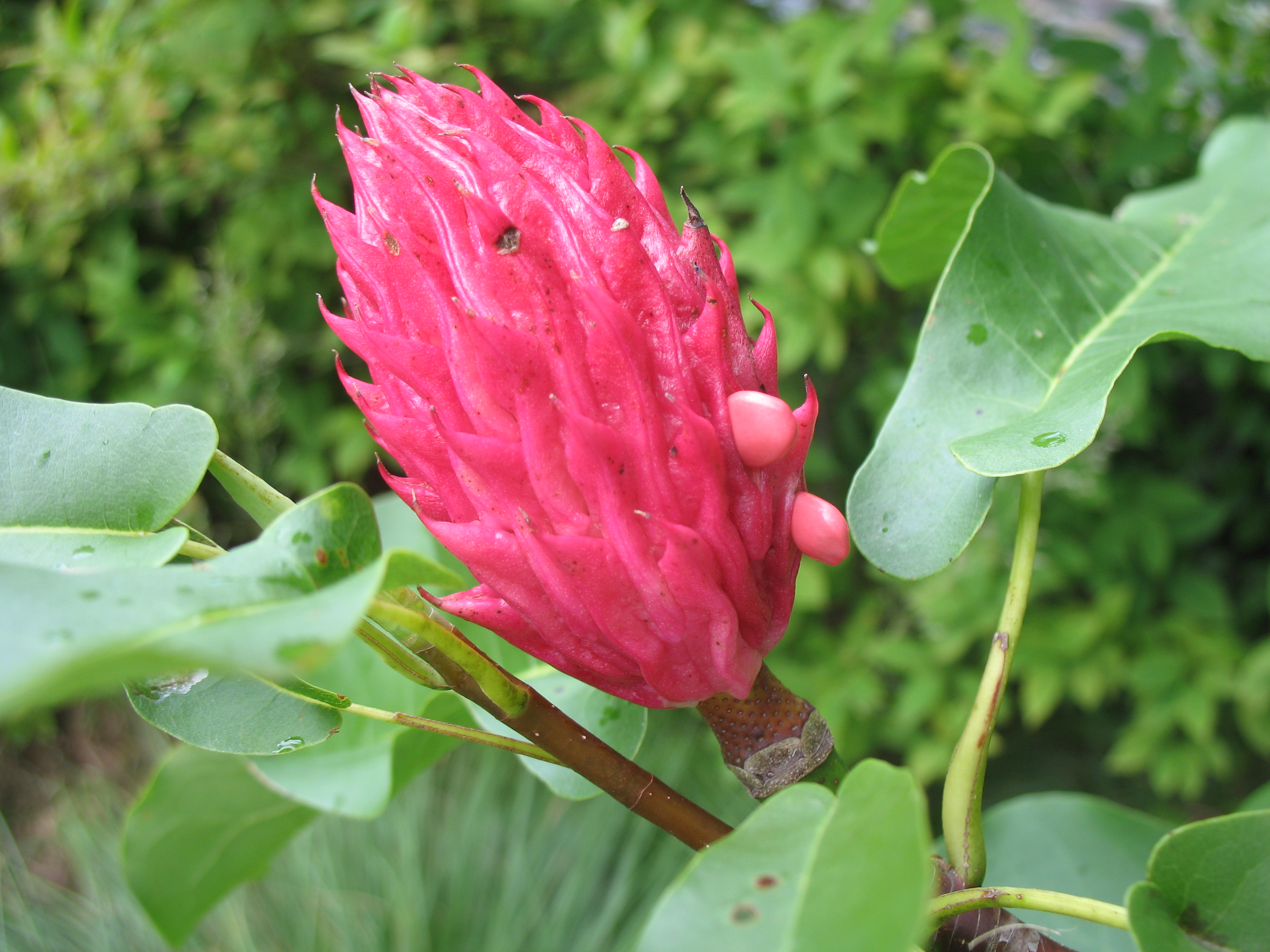 Magnolia fraseri x pyramidata  / Umbrella Magnolia Hybrid