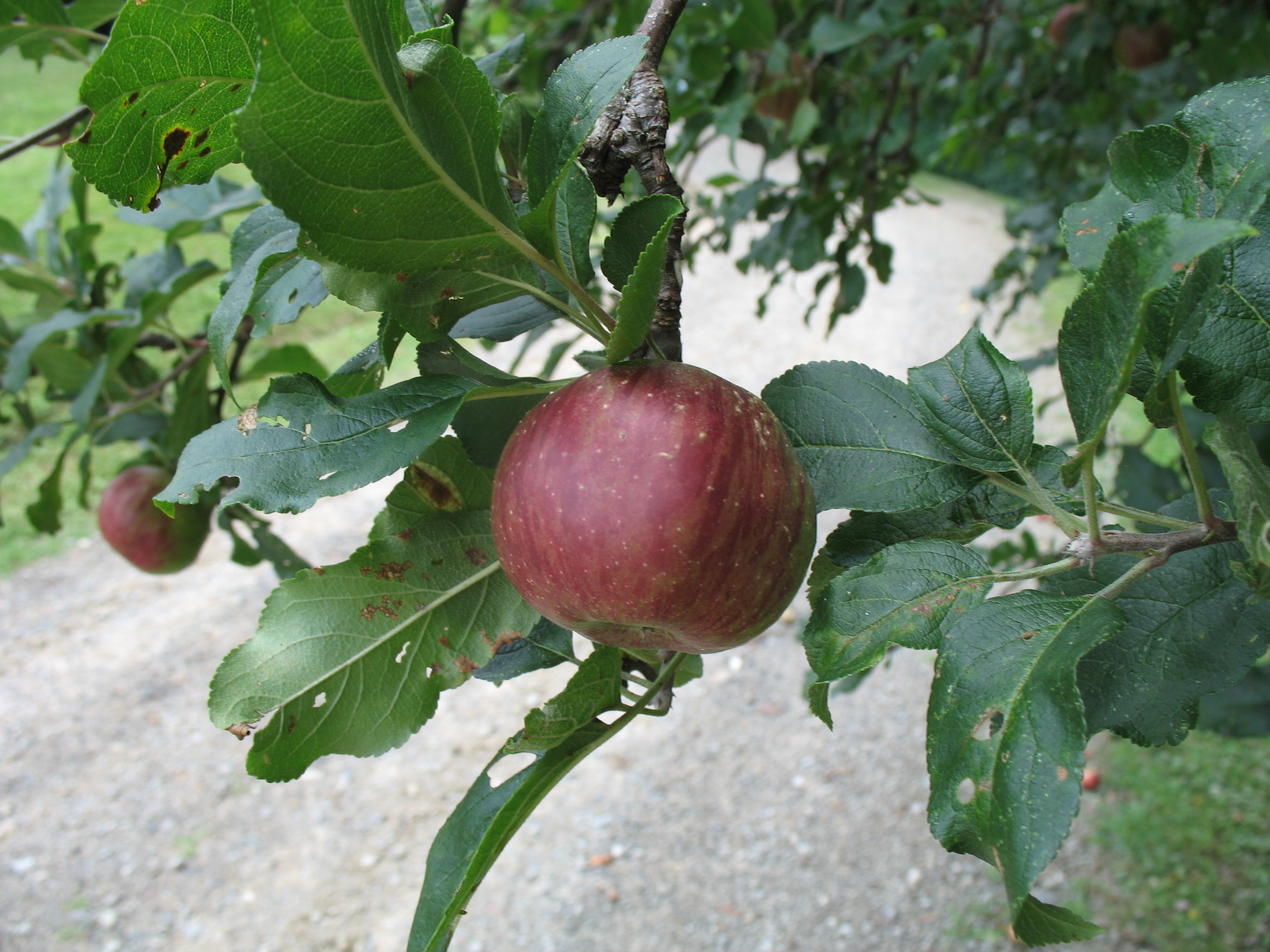 Malus sylvestris (domestica)  / Apple