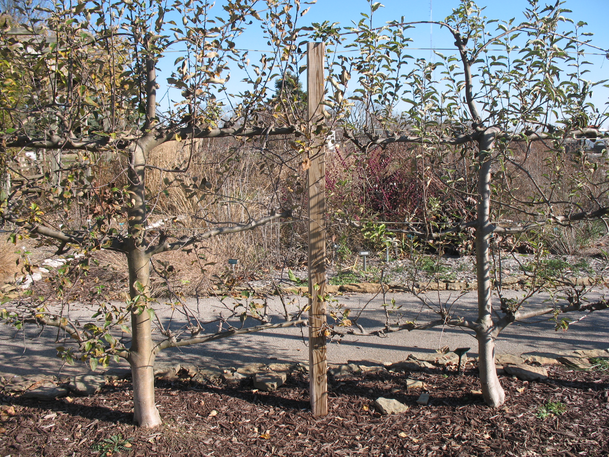 Malus 'Braeburn' / Apple