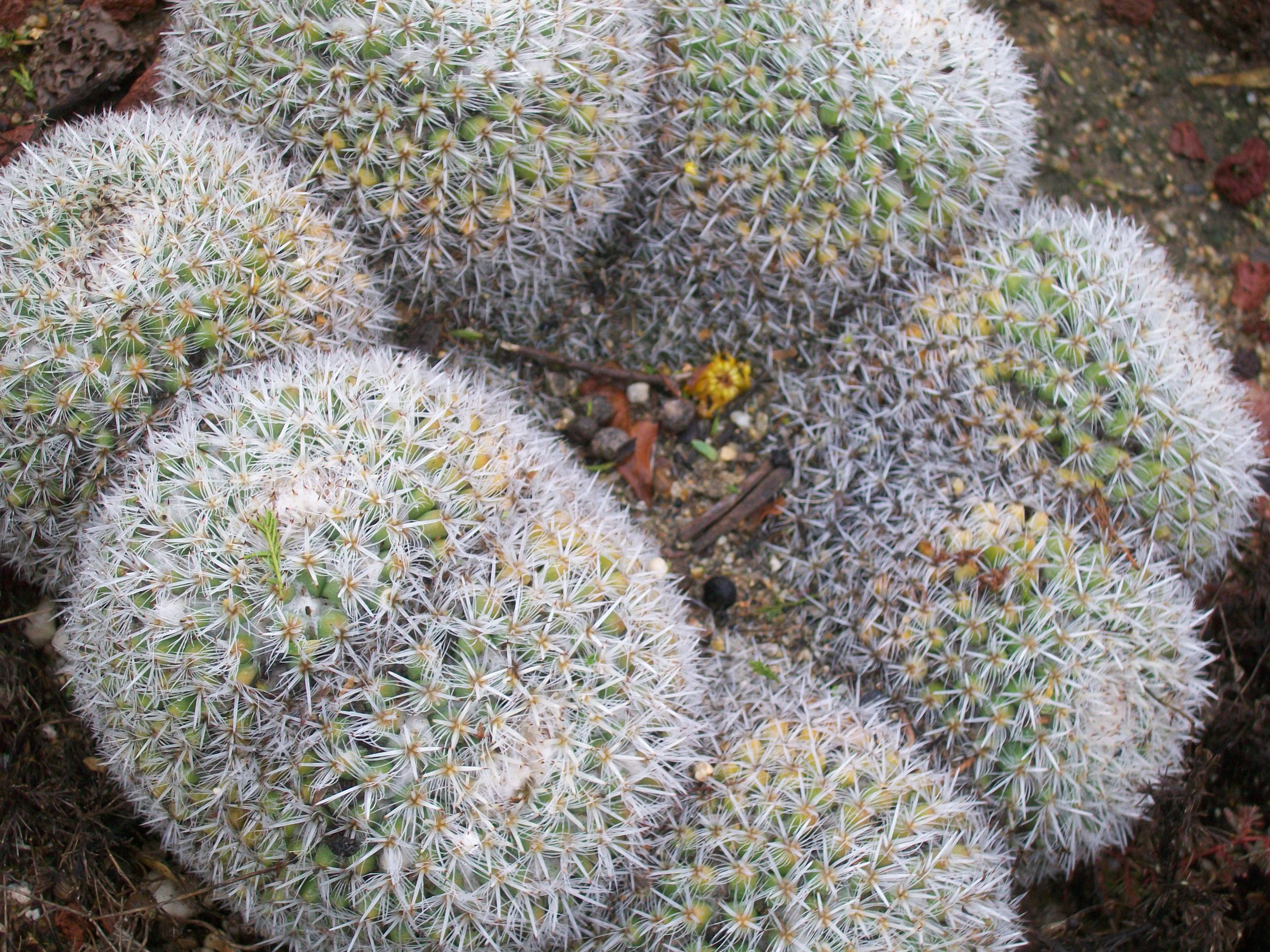 Mammilaria parkinsonii / Owl's Eyes