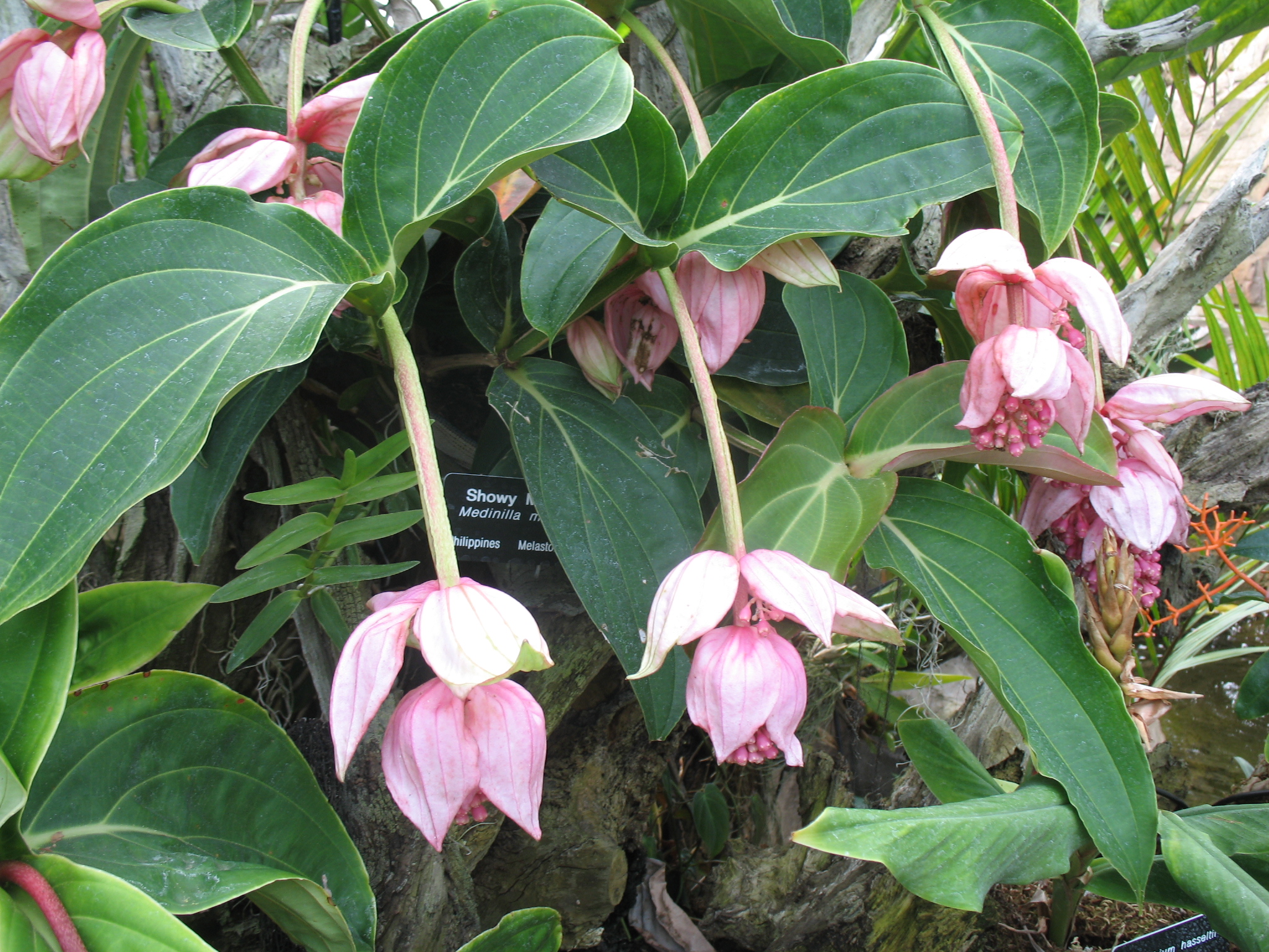 Medinilla magnifica / Pink Lantern