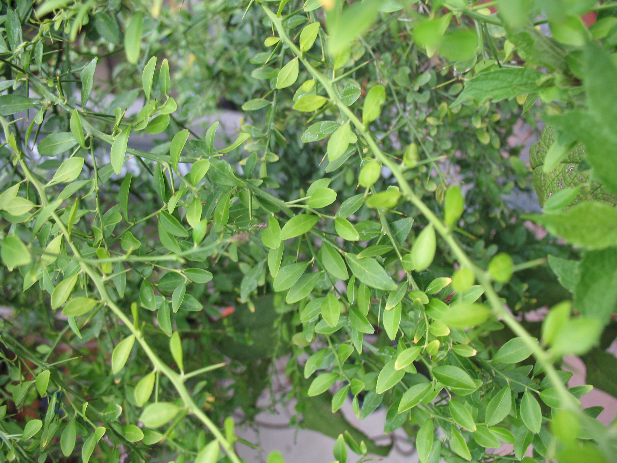 Microcitrus australasica / Finger Lime, Australian Finger Lime