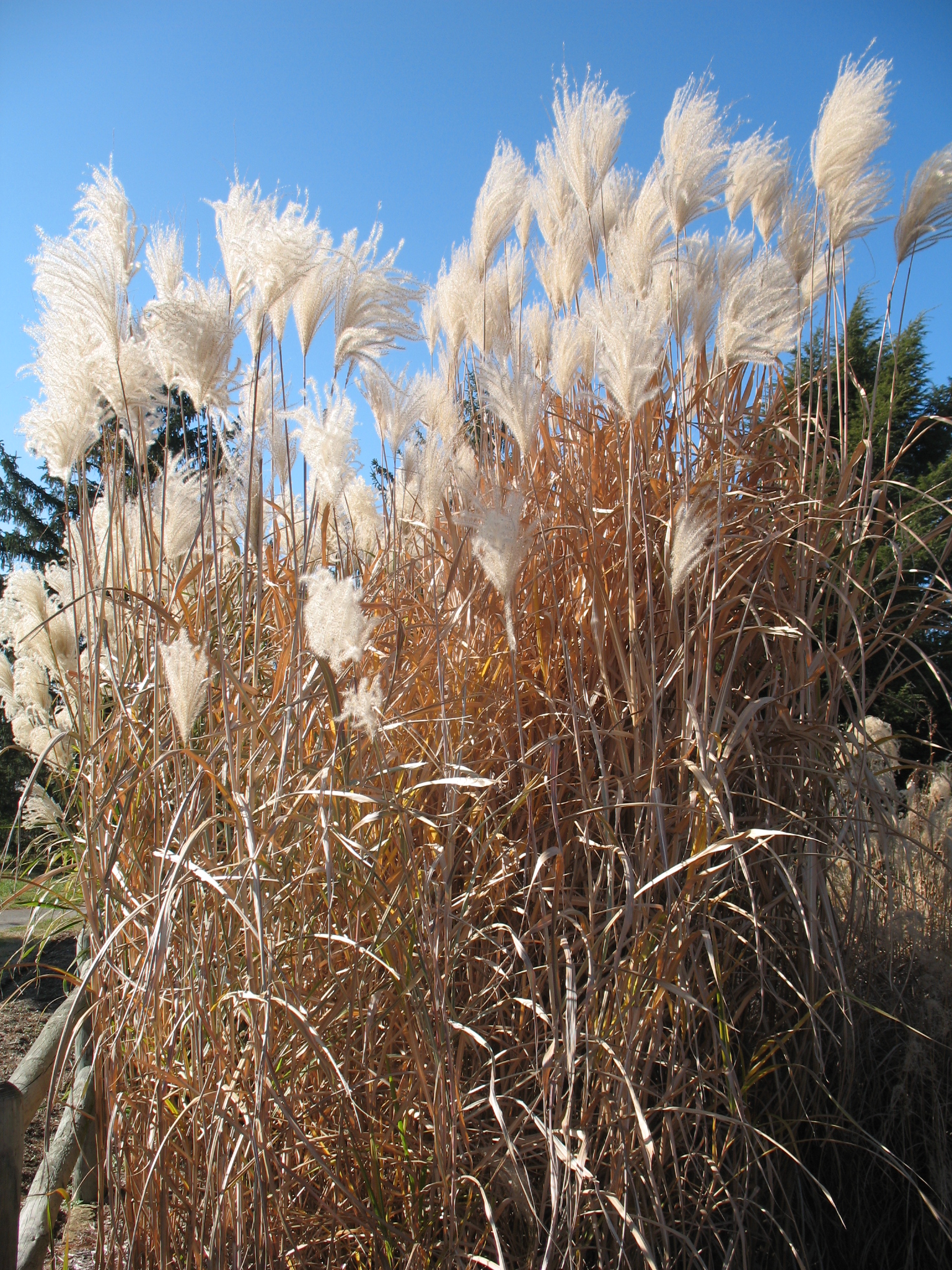 Miscanthus sinensis 'Cosmopolitan'  / Miscanthus sinensis 'Cosmopolitan' 