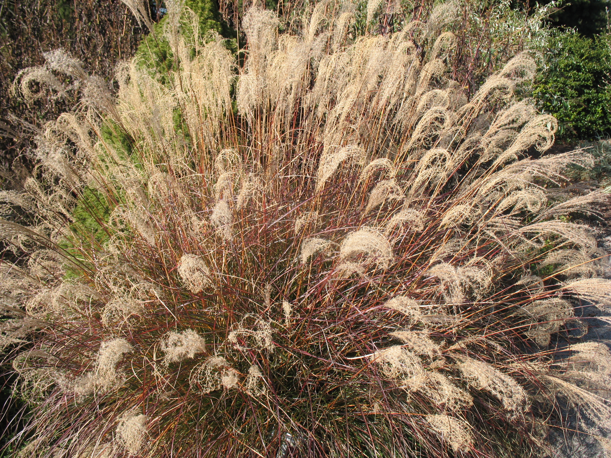 Miscanthus sinensis 'Little Kitten' / Little Kitten Maiden Grass