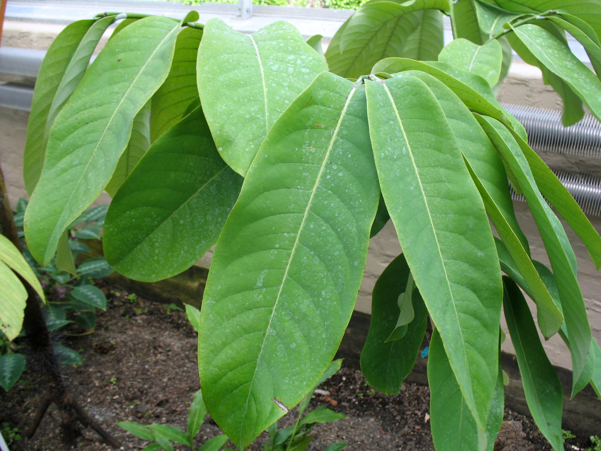 Monodora myristica  / False Nutmeg, Calabash Nutmeg, Ehuru, Jamacian Nutmeg