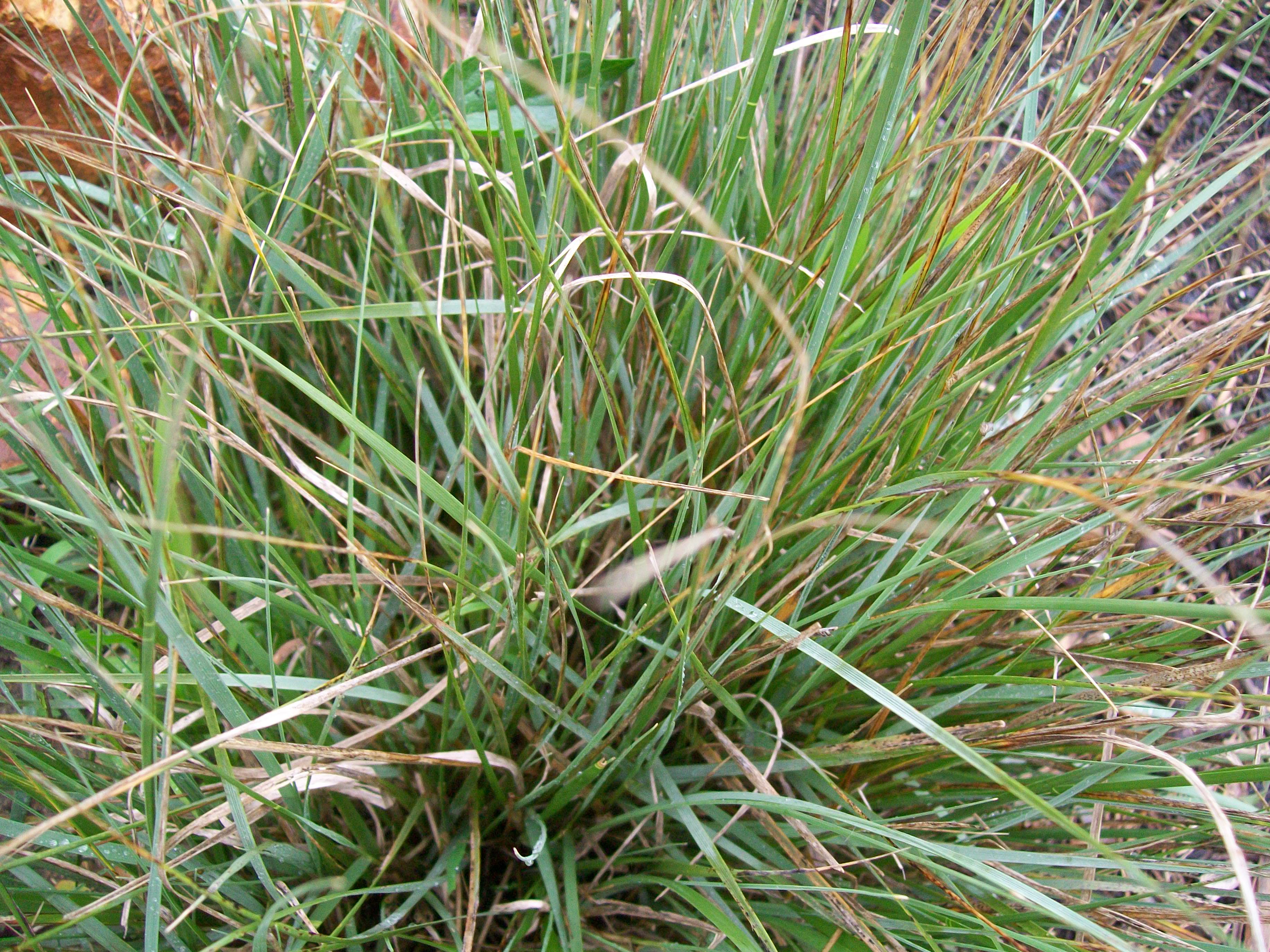 Muhlenbergia rigens / Muhlenbergia rigens