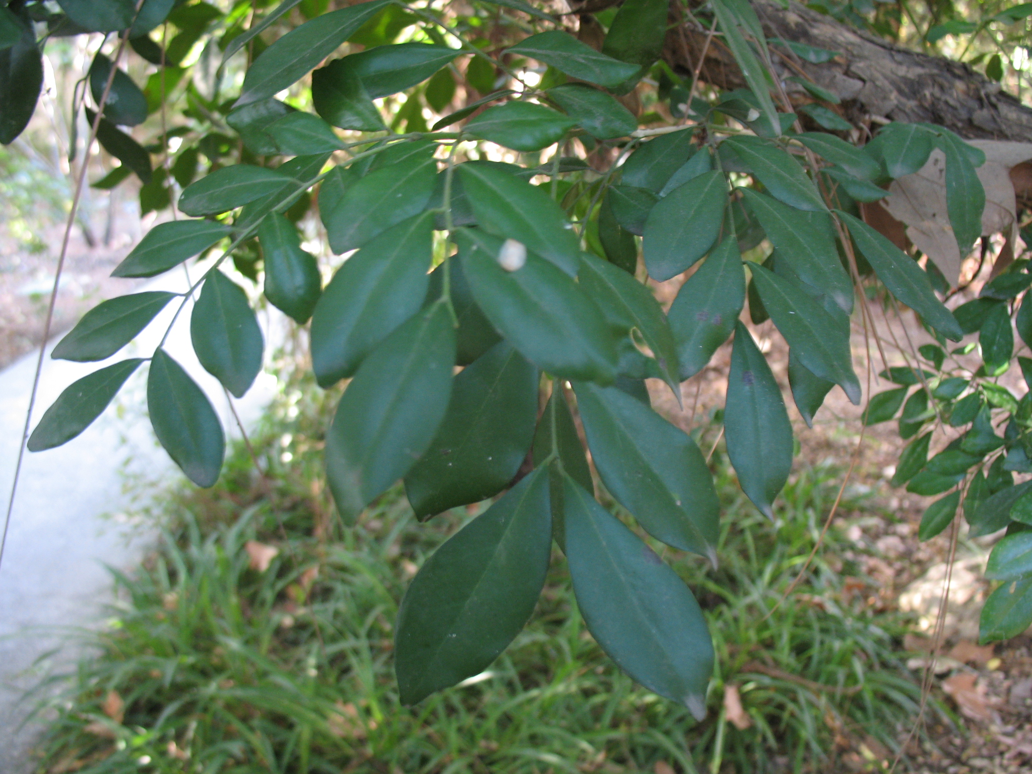 Murraya paniculata / Murraya paniculata