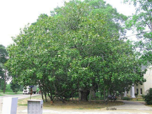 Magnolia grandiflora 'Inez Conger' / Magnolia grandiflora 'Inez Conger'