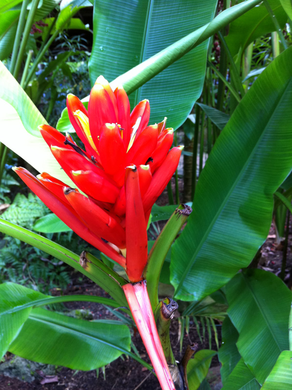 Musa coccinea  / Scarlet Banana