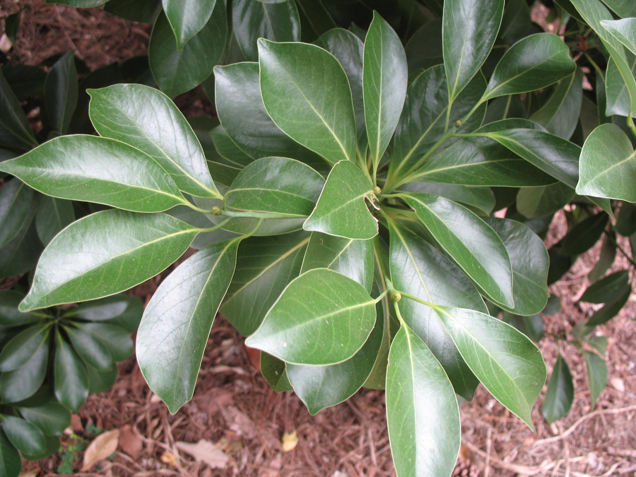 Machilus thunbergii / Tabu-No-Ki Tree