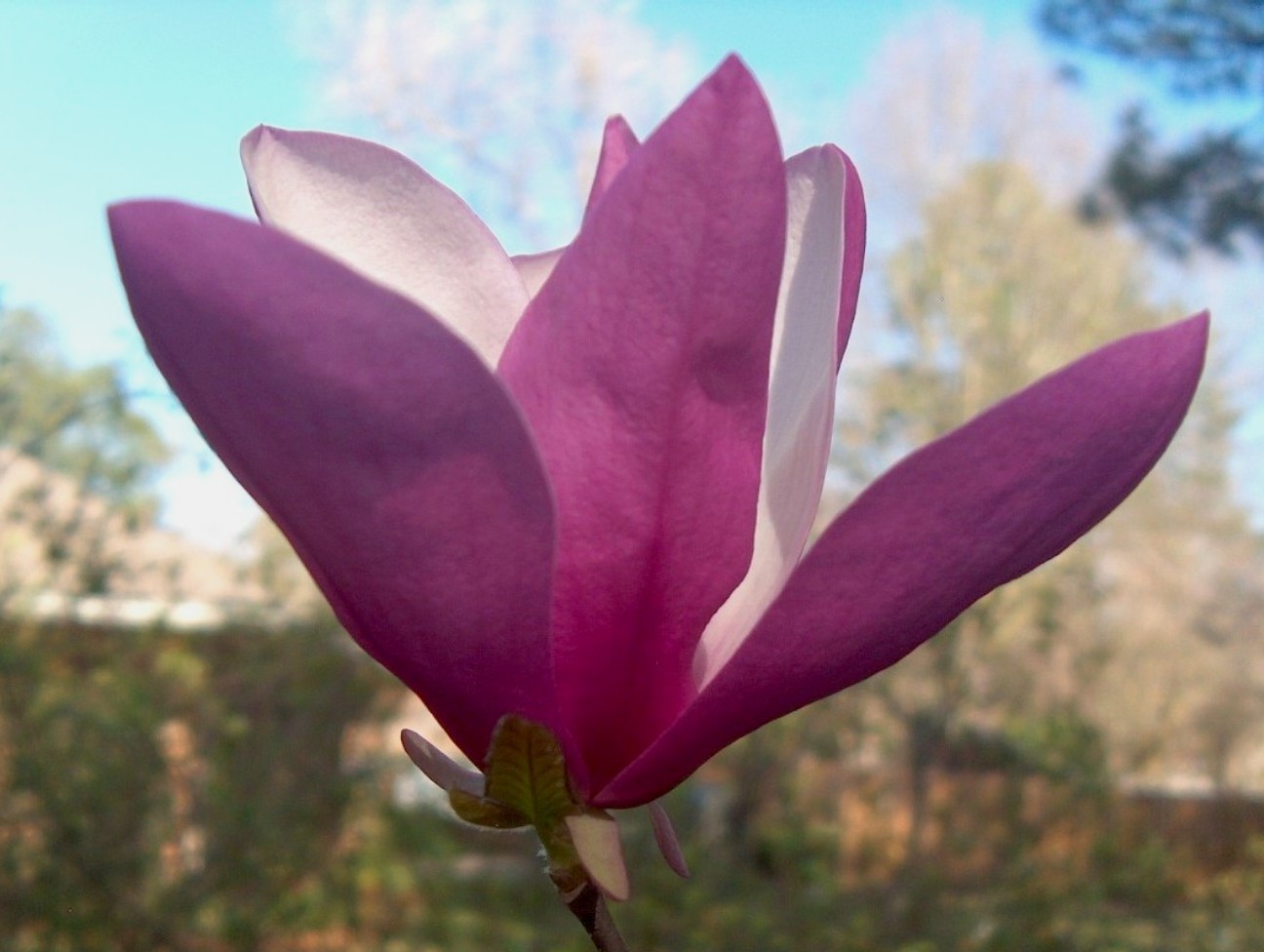 Magnolia 'Jane'  / Magnolia 'Jane' 