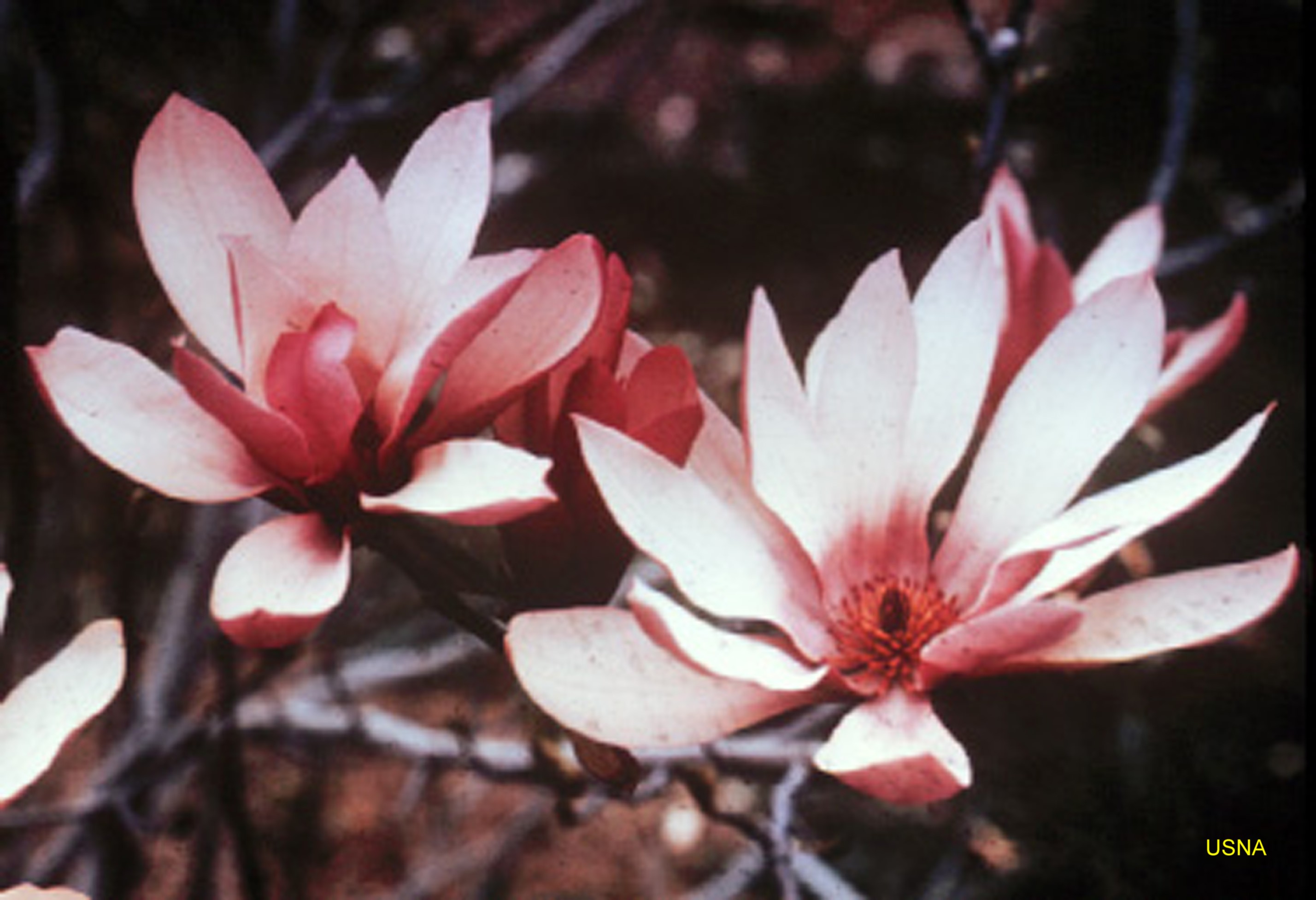 Magnolia 'Judy'  / Magnolia 'Judy' 