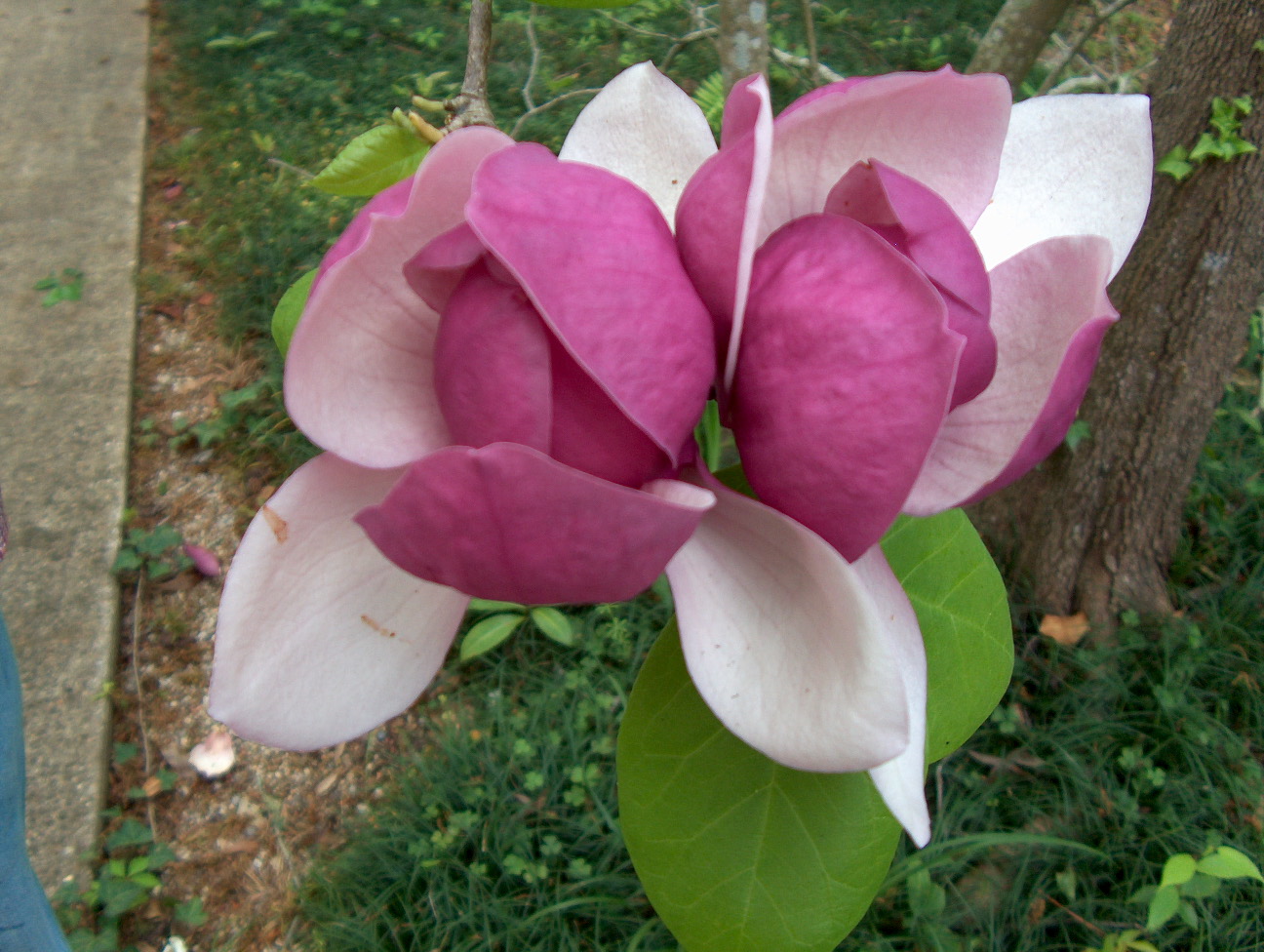 Magnolia 'Lennei'  / Magnolia 'Lennei' 
