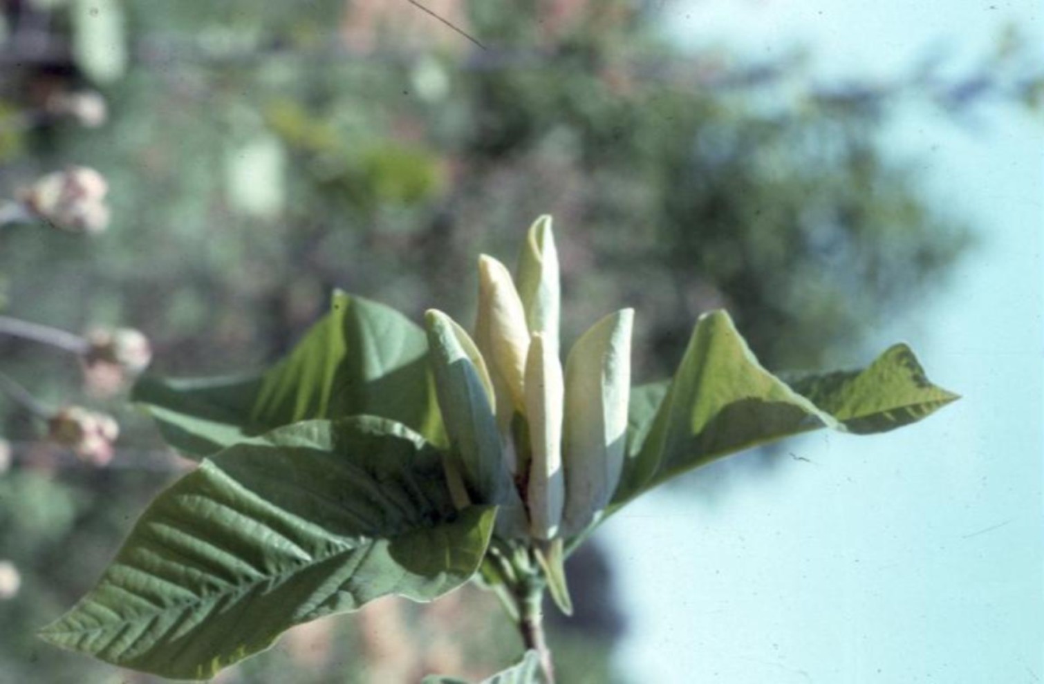 Magnolia acuminata  / Cucumber Magnolia