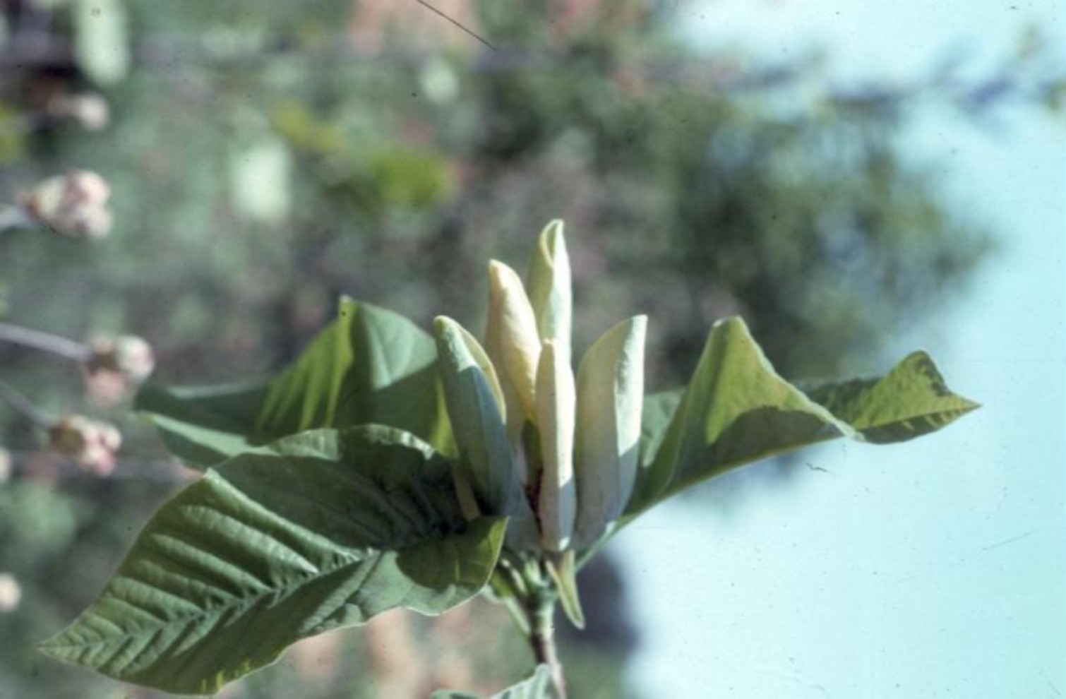 Magnolia acuminata  / Magnolia acuminata 