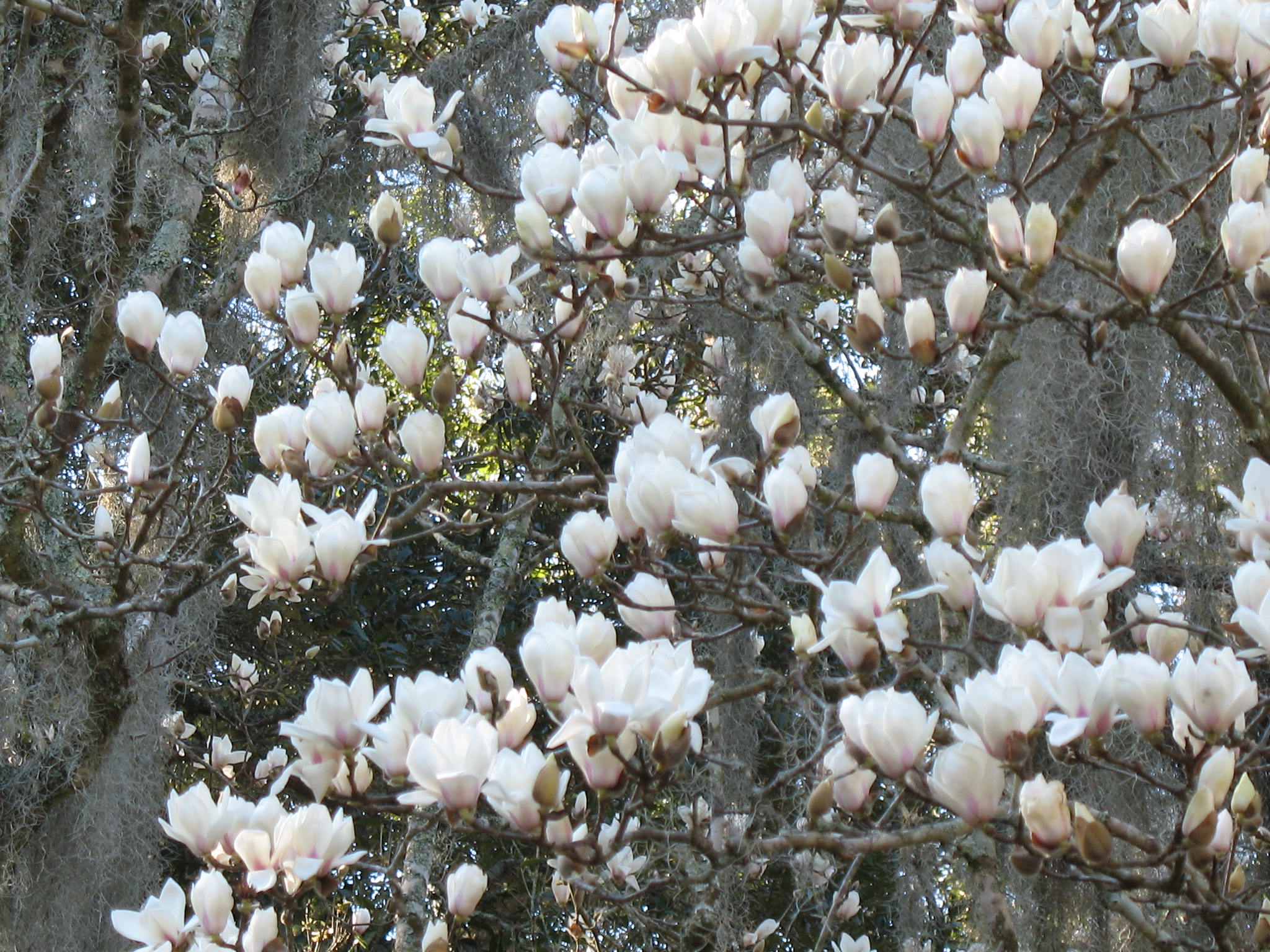 Magnolia denudata  / Yulan Magnolia