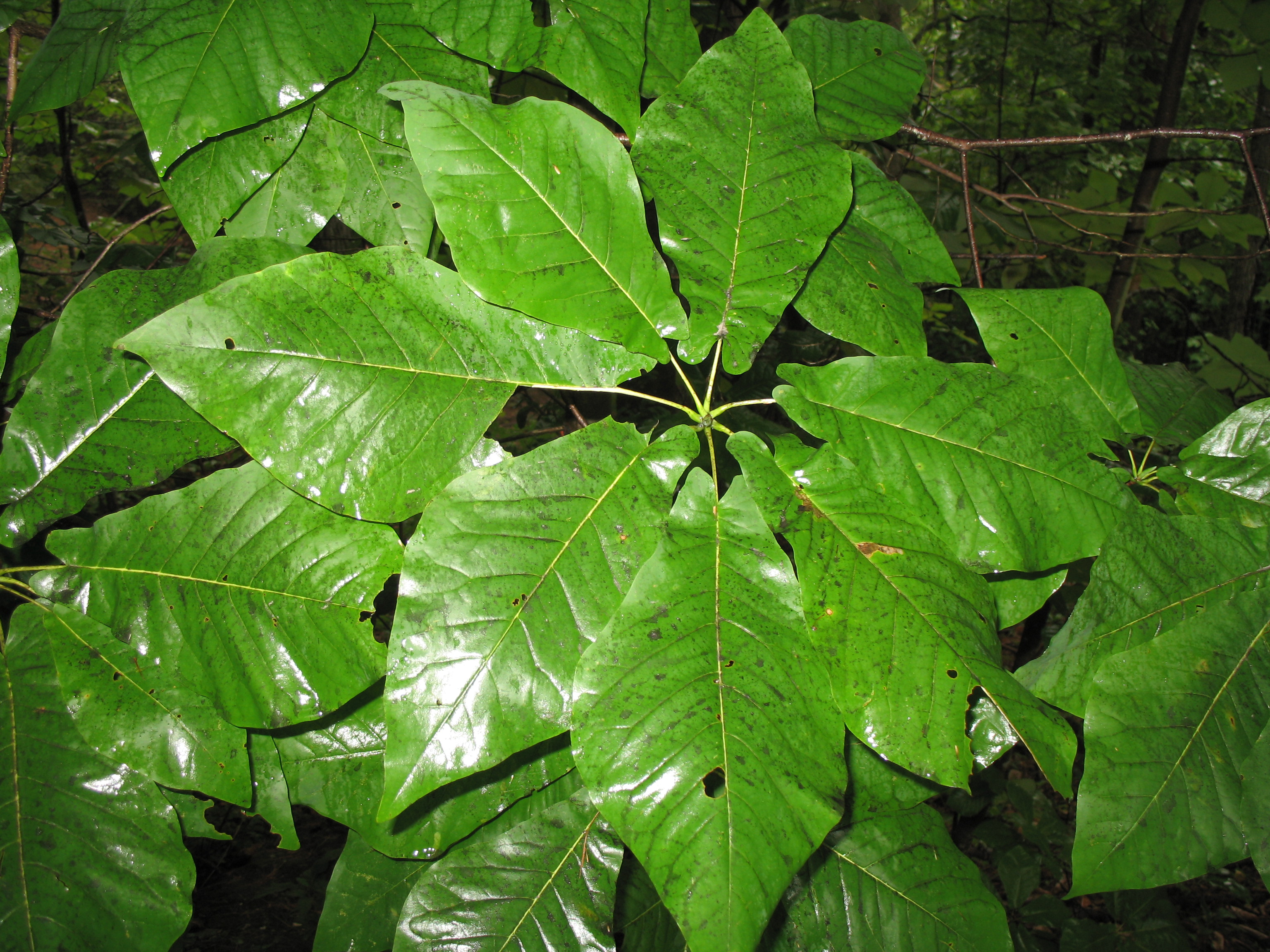 Magnolia fraseri   / Magnolia fraseri  