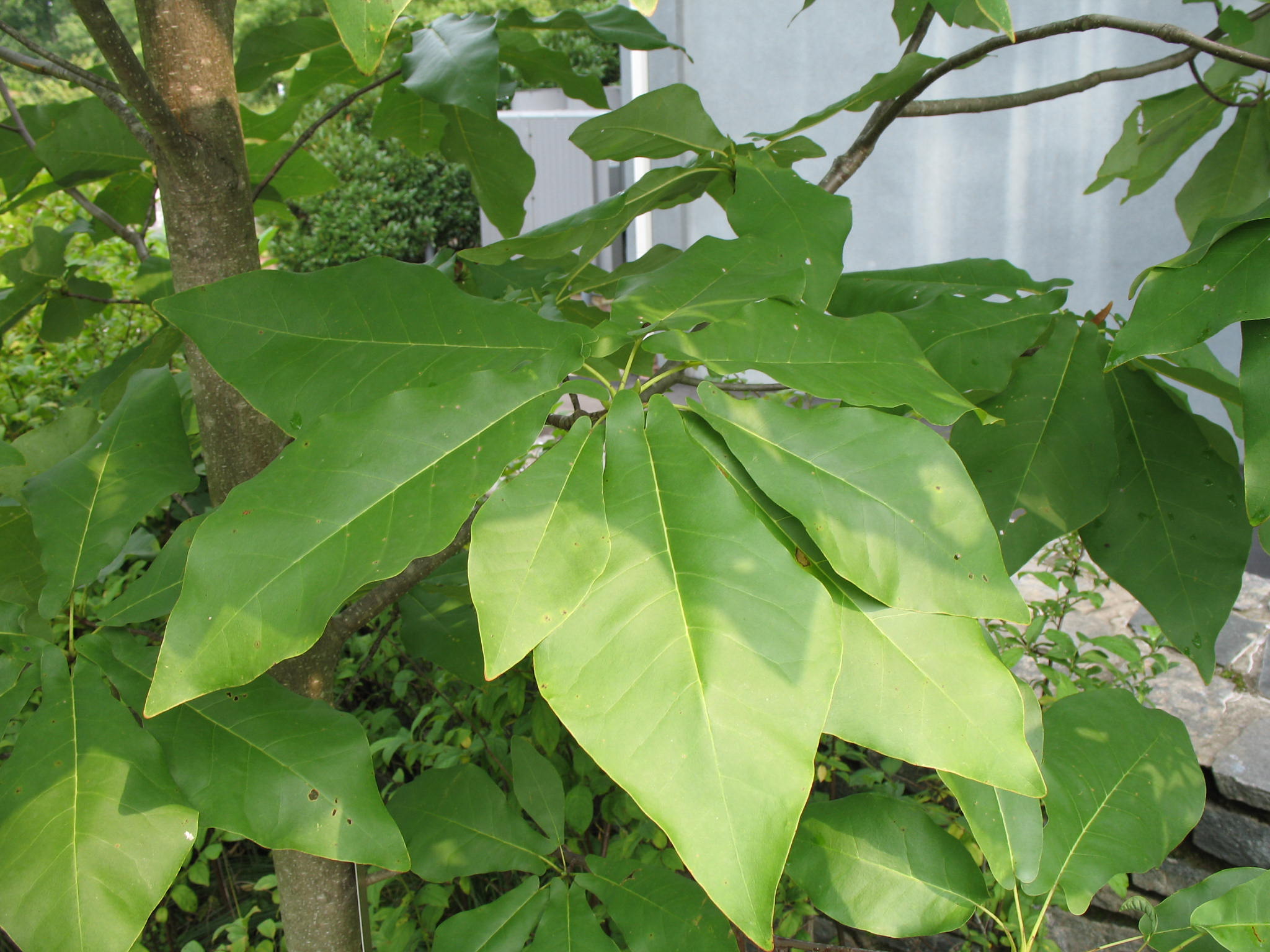 Magnolia fraseri var. pyramidata   / Hybrid Magnolia