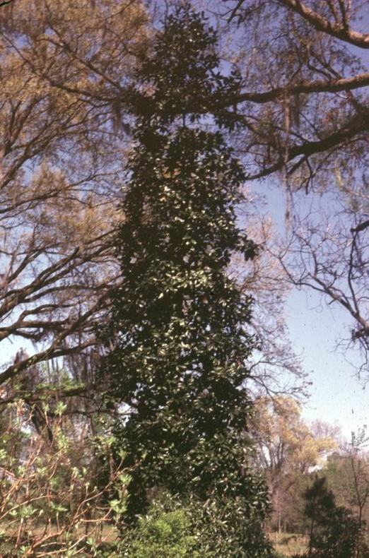 Magnolia grandiflora 'Emory Smith'  / Emory Smith Magnolia