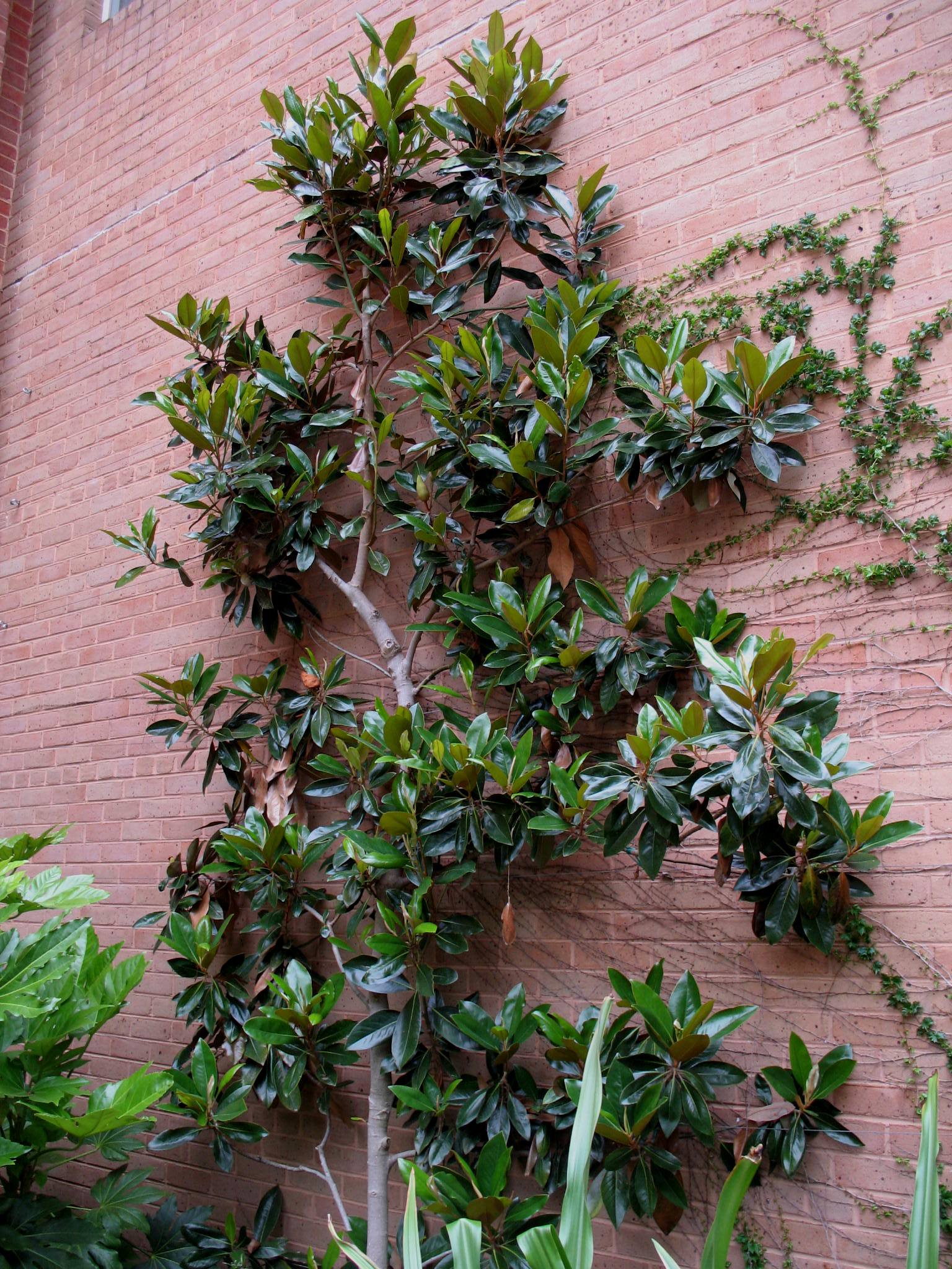 Magnolia grandiflora 'Little Gem'  / Magnolia grandiflora 'Little Gem' 