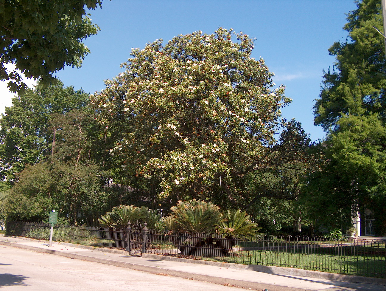 Magnolia grandiflora  / Magnolia grandiflora 