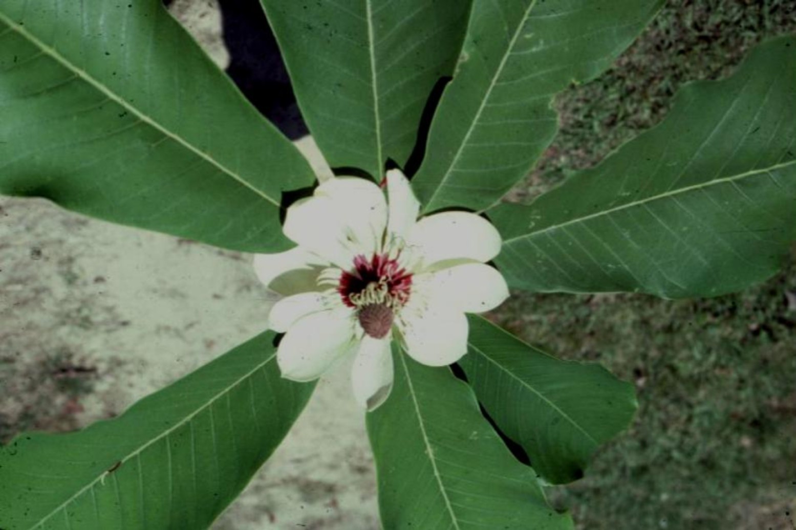 Magnolia hypoleuca  / Whitebark Magnolia