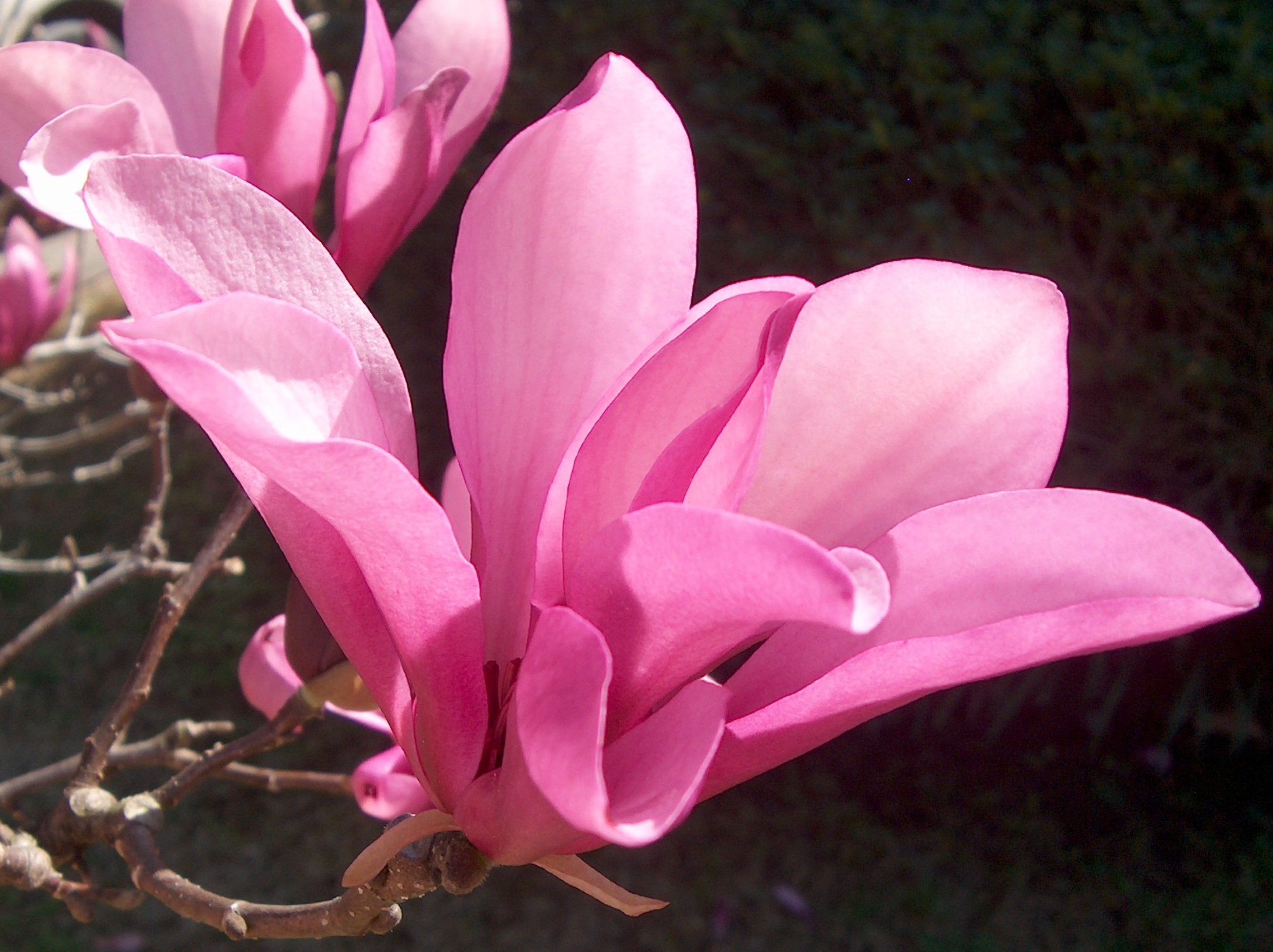 Magnolia liliiflora  / Magnolia liliiflora 