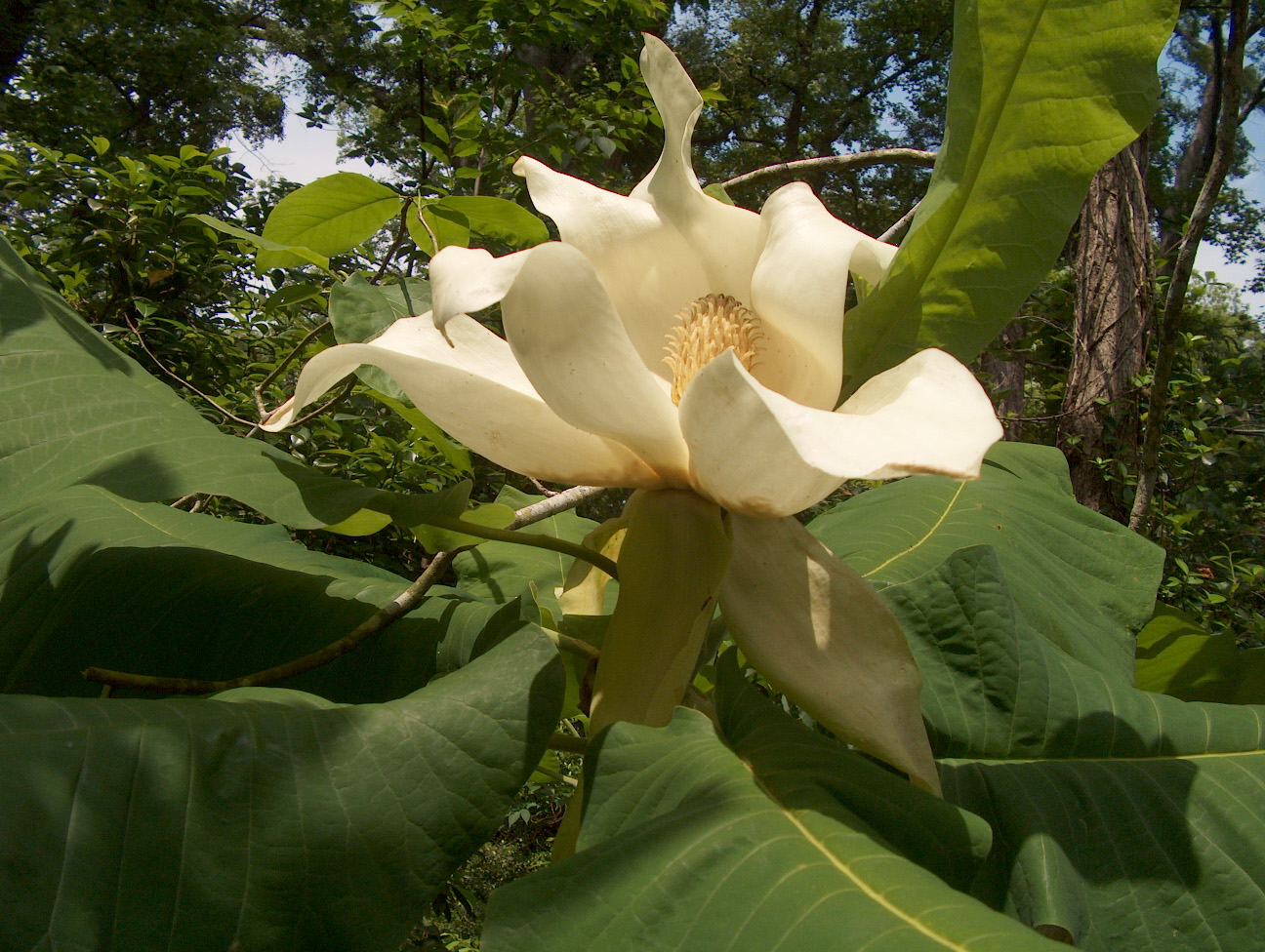 Magnolia macrophylla  / Magnolia macrophylla 