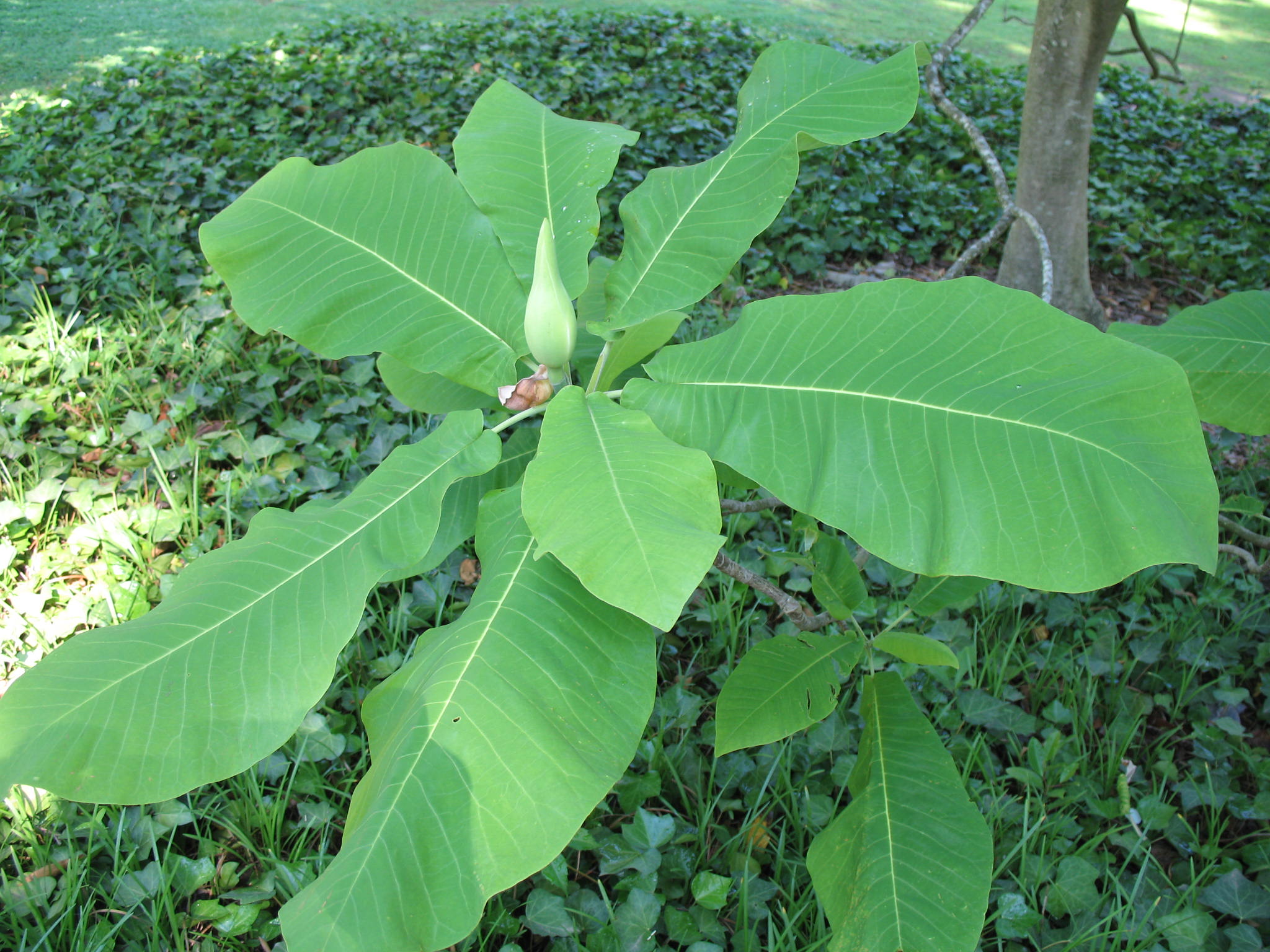 Magnolia macrophylla x Magnolia ashei  / Hybrid Ashe Magnolia