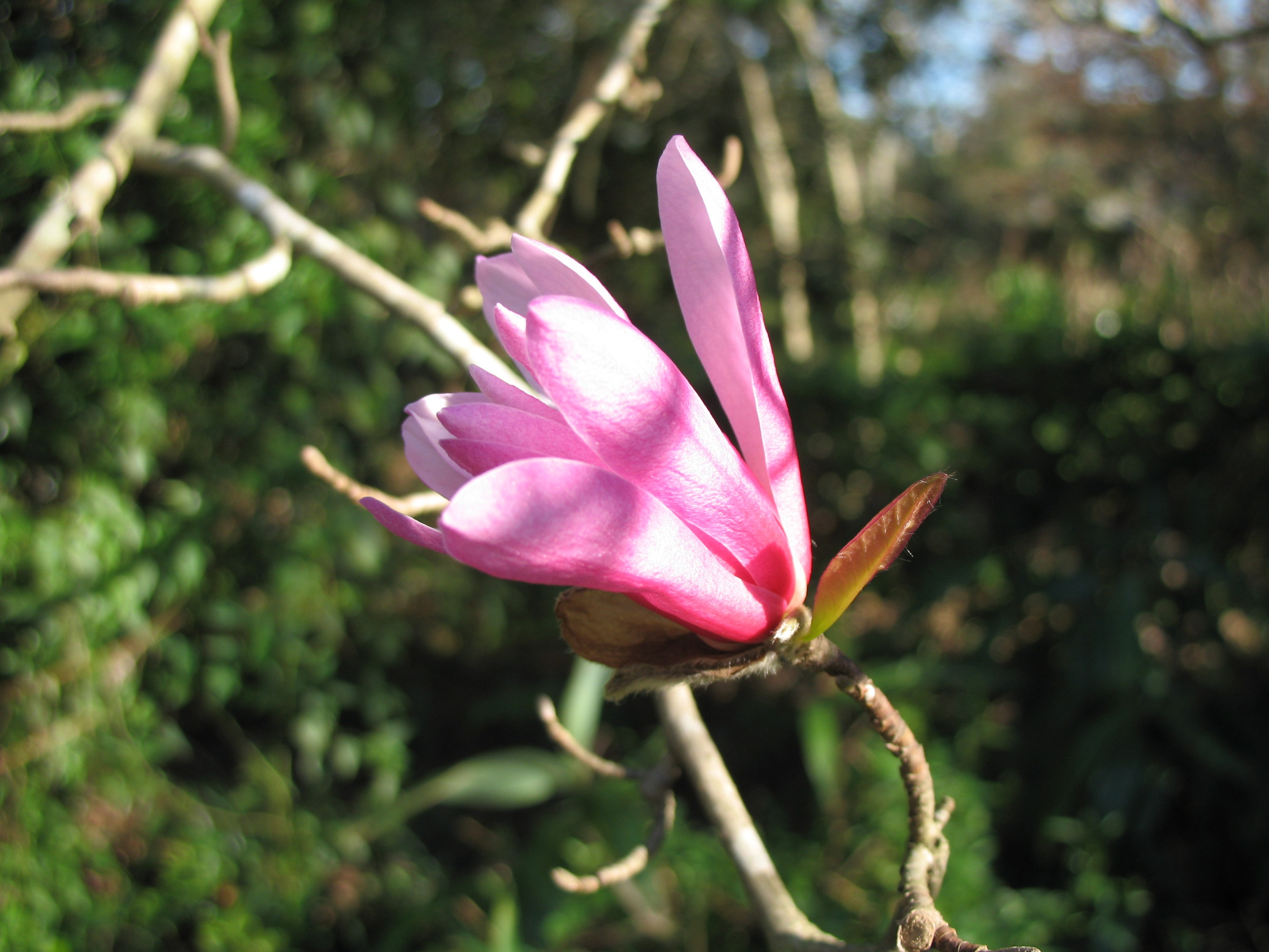 Magnolia stellata 'Rubra'  / Star Magnolia