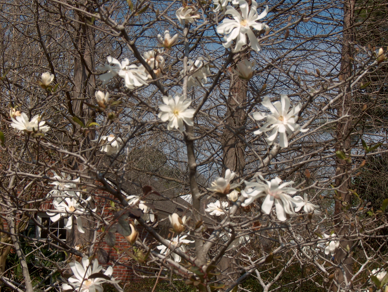 Magnolia stellata  / Magnolia stellata 