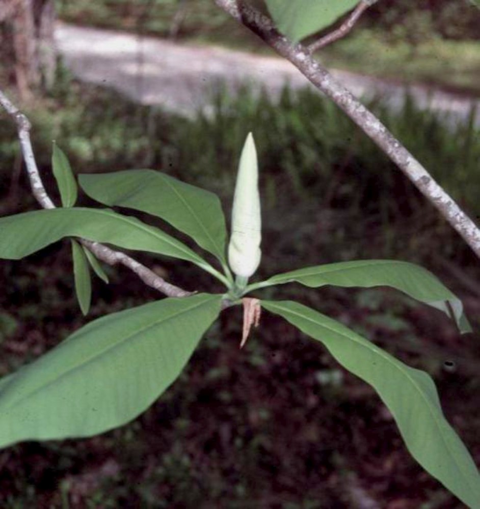 Magnolia tripetala  / Magnolia tripetala 