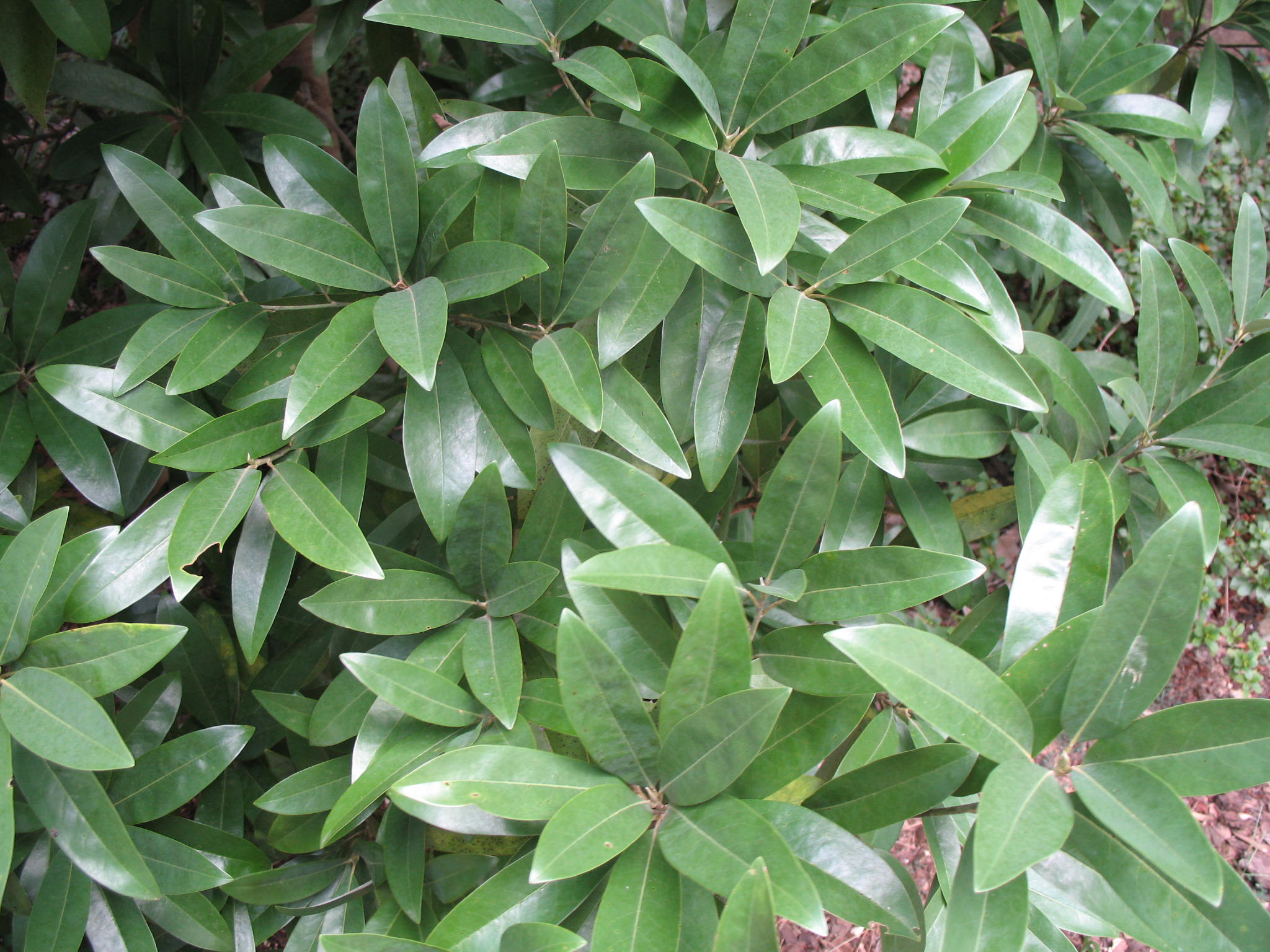 Magnolia virginiana 'Henry Hicks'  / Henry Hicks Sweet Bay Magnolia