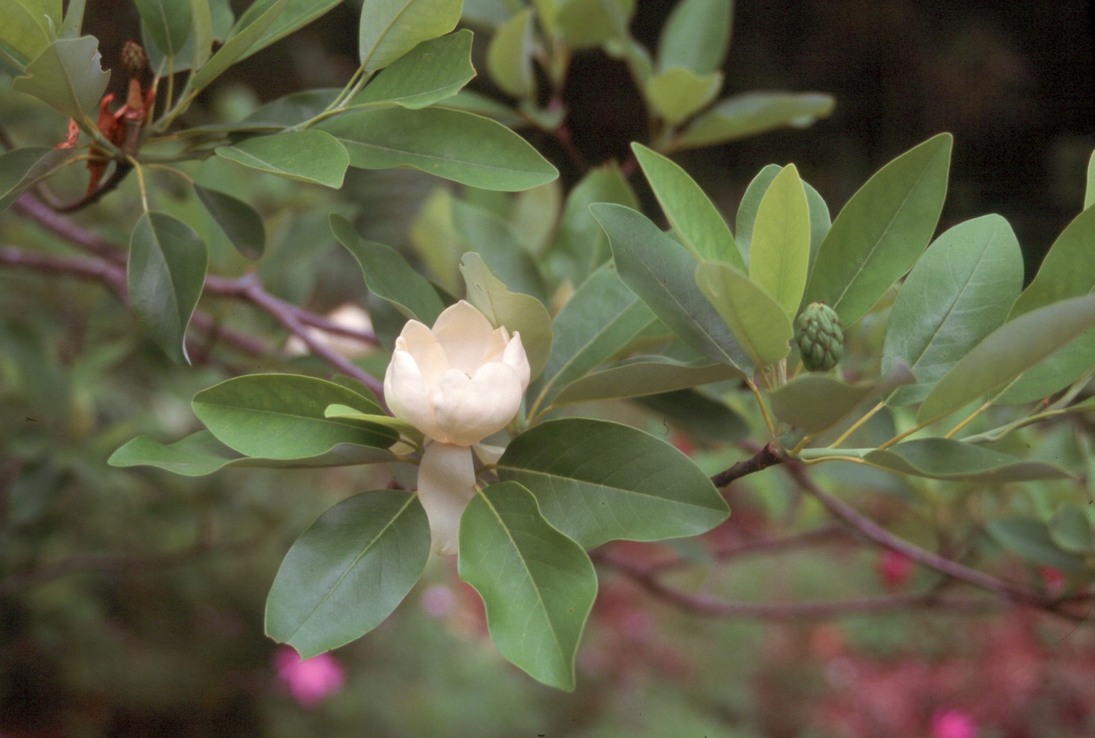 Magnolia virginiana  / Sweet Bay Magnolia