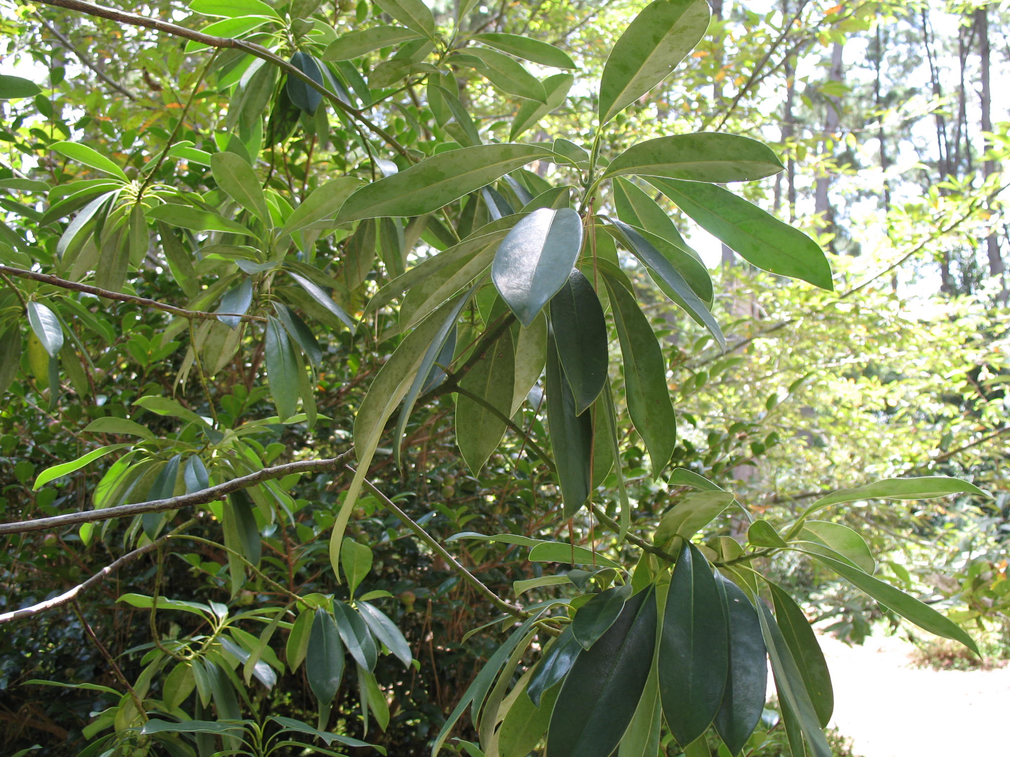 Magnolia wilsonii  / Magnolia wilsonii 