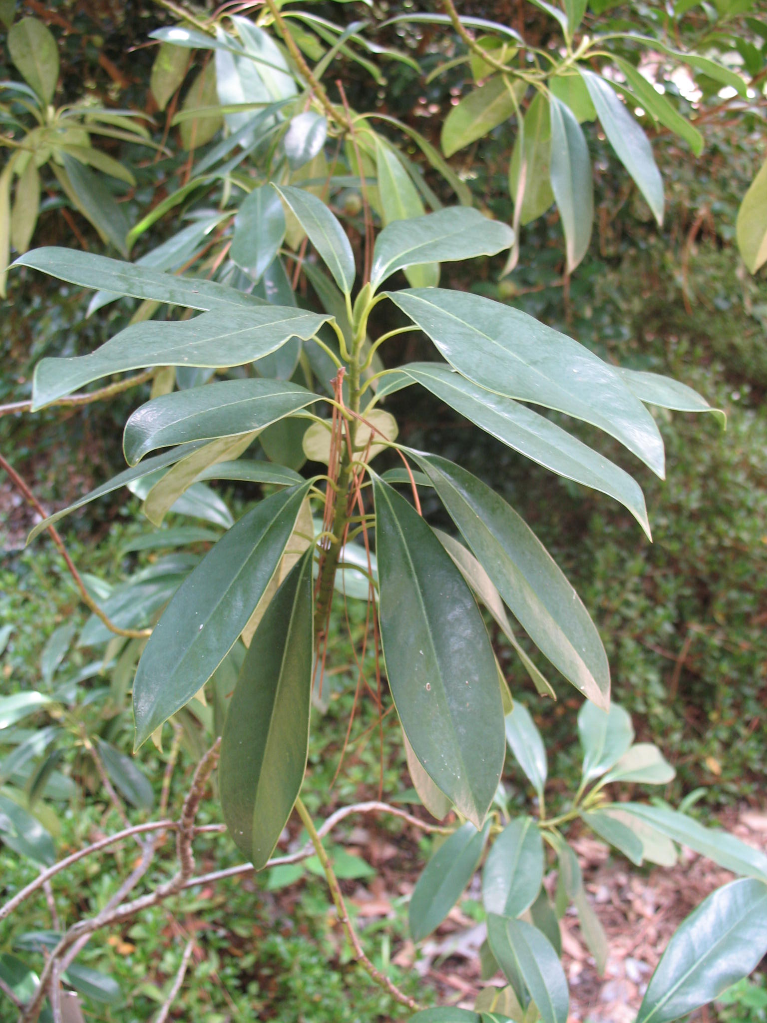 Magnolia x 'Woodman' x 'Goldstar'  / Hybrid Magnolia