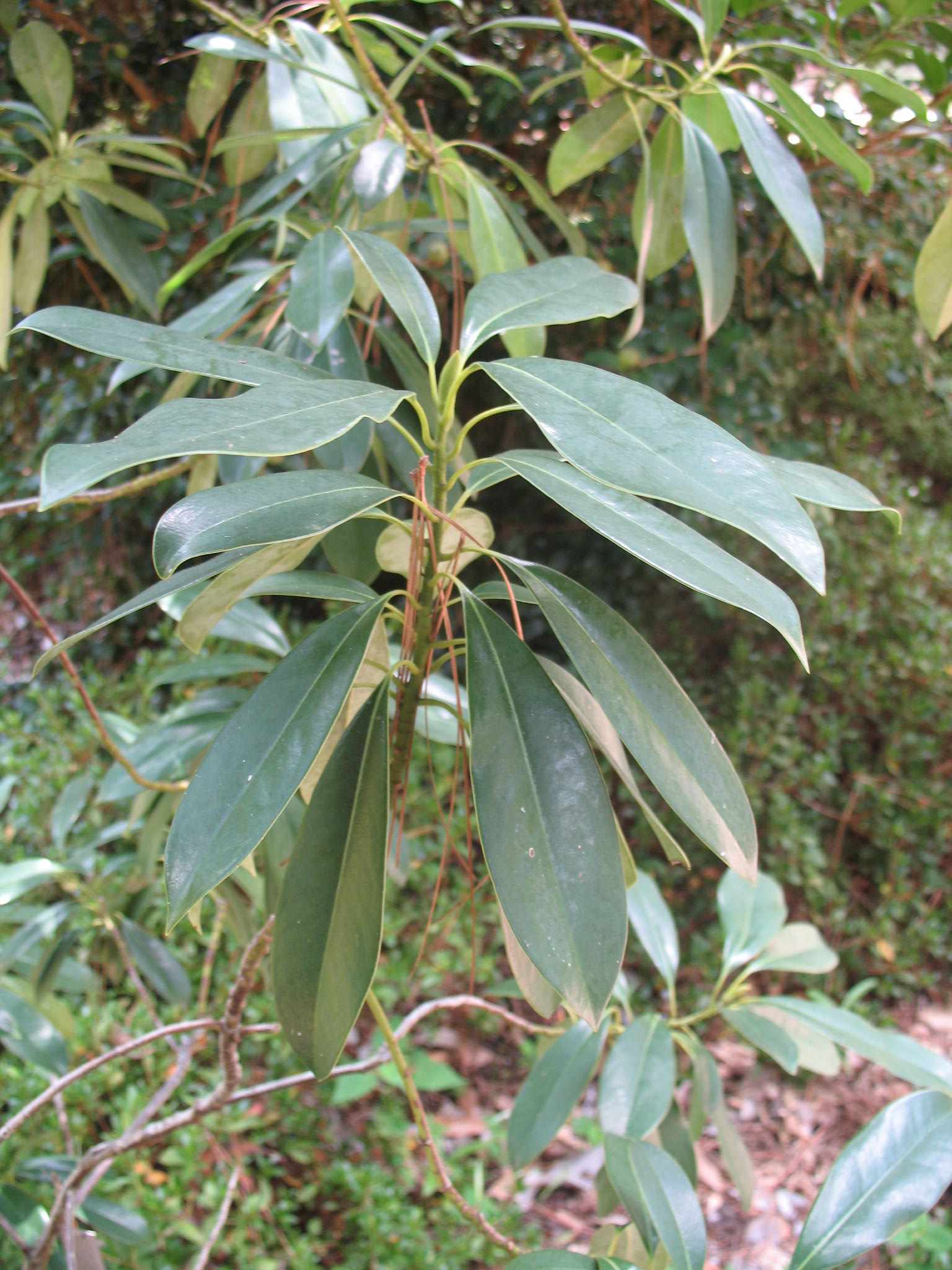 Magnolia x 'Woodman' x 'Goldstar'  / Magnolia x 'Woodman' x 'Goldstar' 