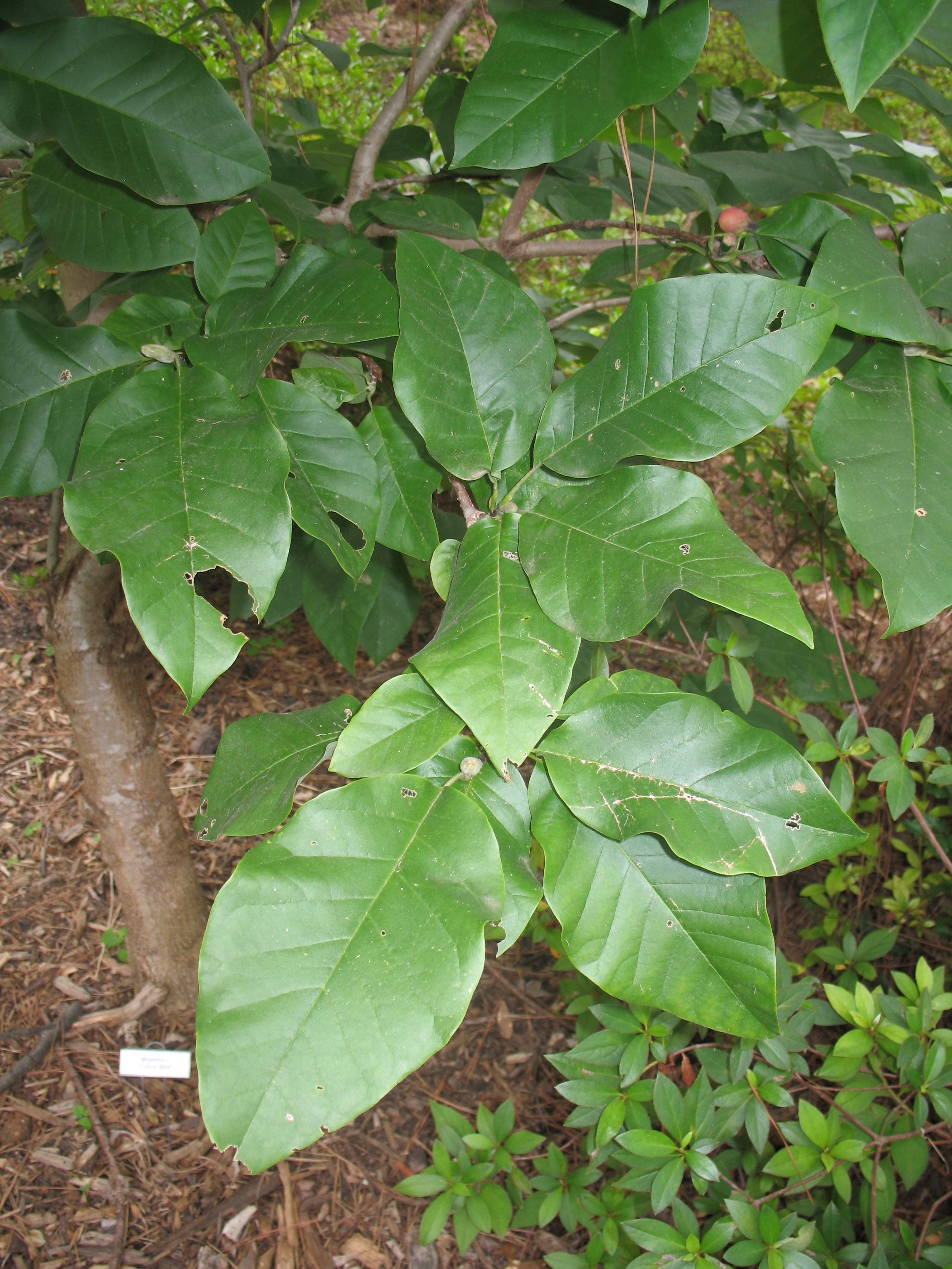 Magnolia x brooklynensis 'Yellow Bird'  / Yellow Bird Magnolia