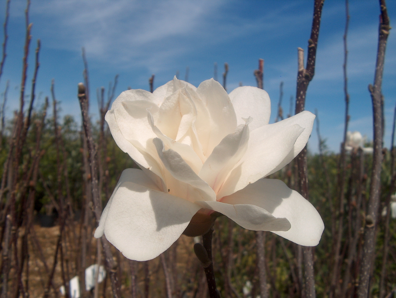 Magnolia x loebneri 'Merrill'  / Merrill Magnolia