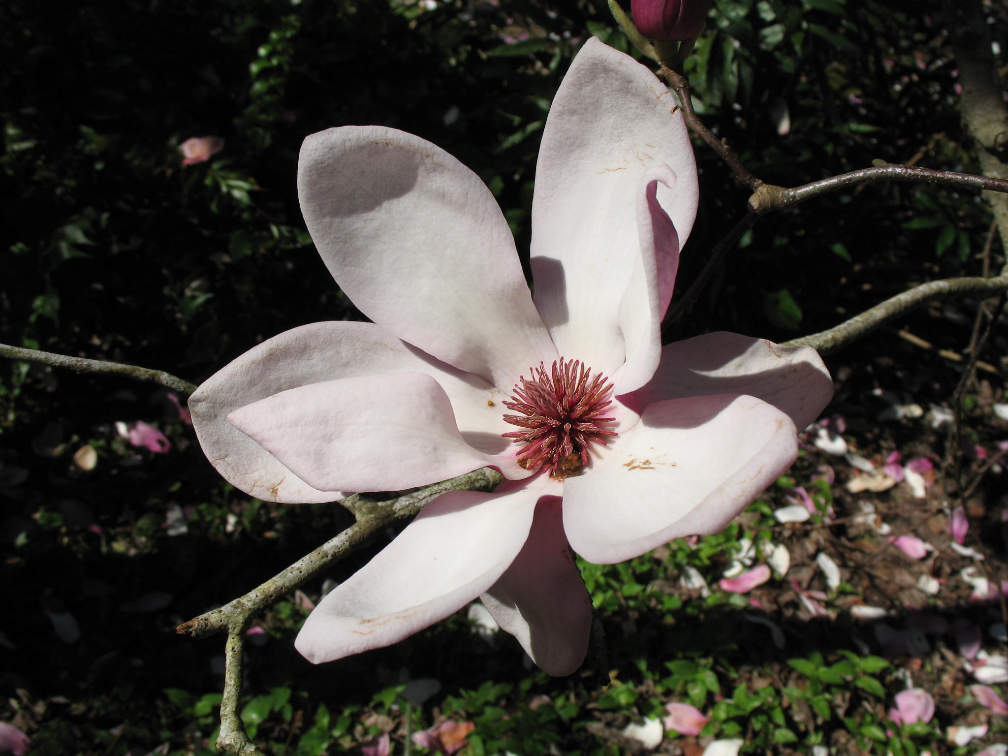 Magnolia x soulangiana  / Saucer Magnolia