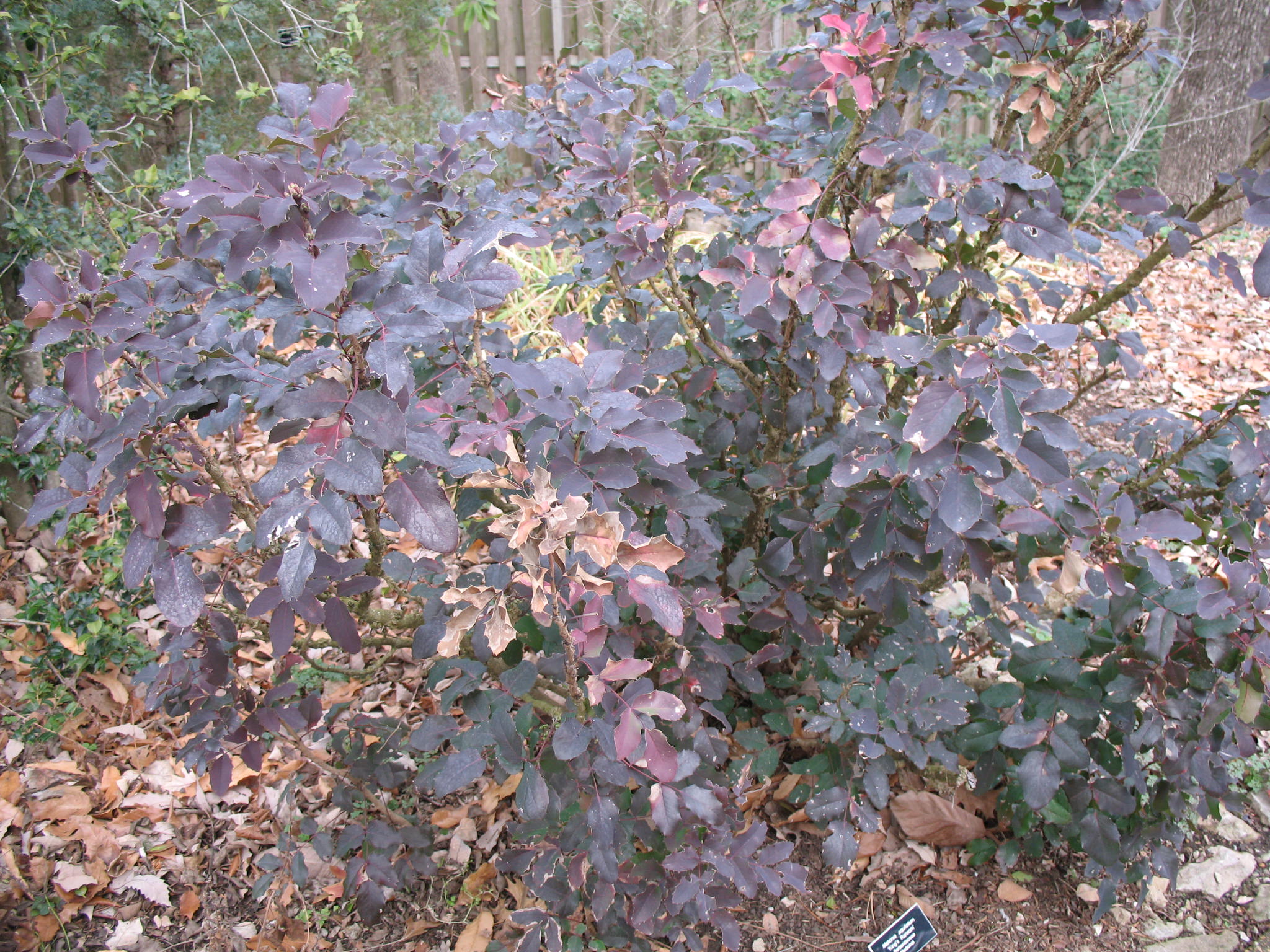 Mahonia aquifolium 'King's Ransom' / King's Ransom Oregon Grape