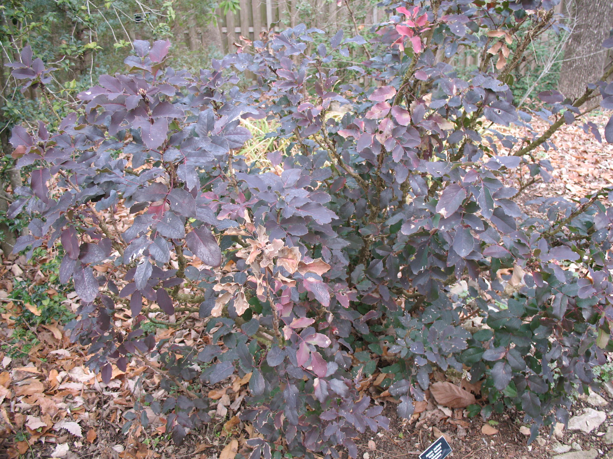 Mahonia aquifolium 'King's Ransom' / Mahonia aquifolium 'King's Ransom'