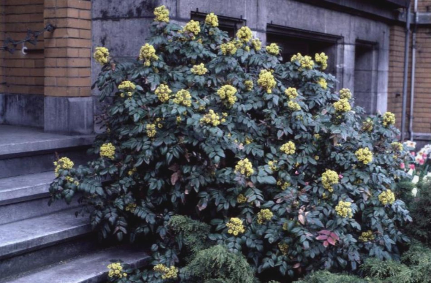 Mahonia aquifolium / Mahonia aquifolium