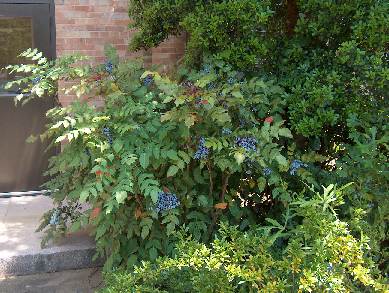 Mahonia bealei  / Mahonia bealei 