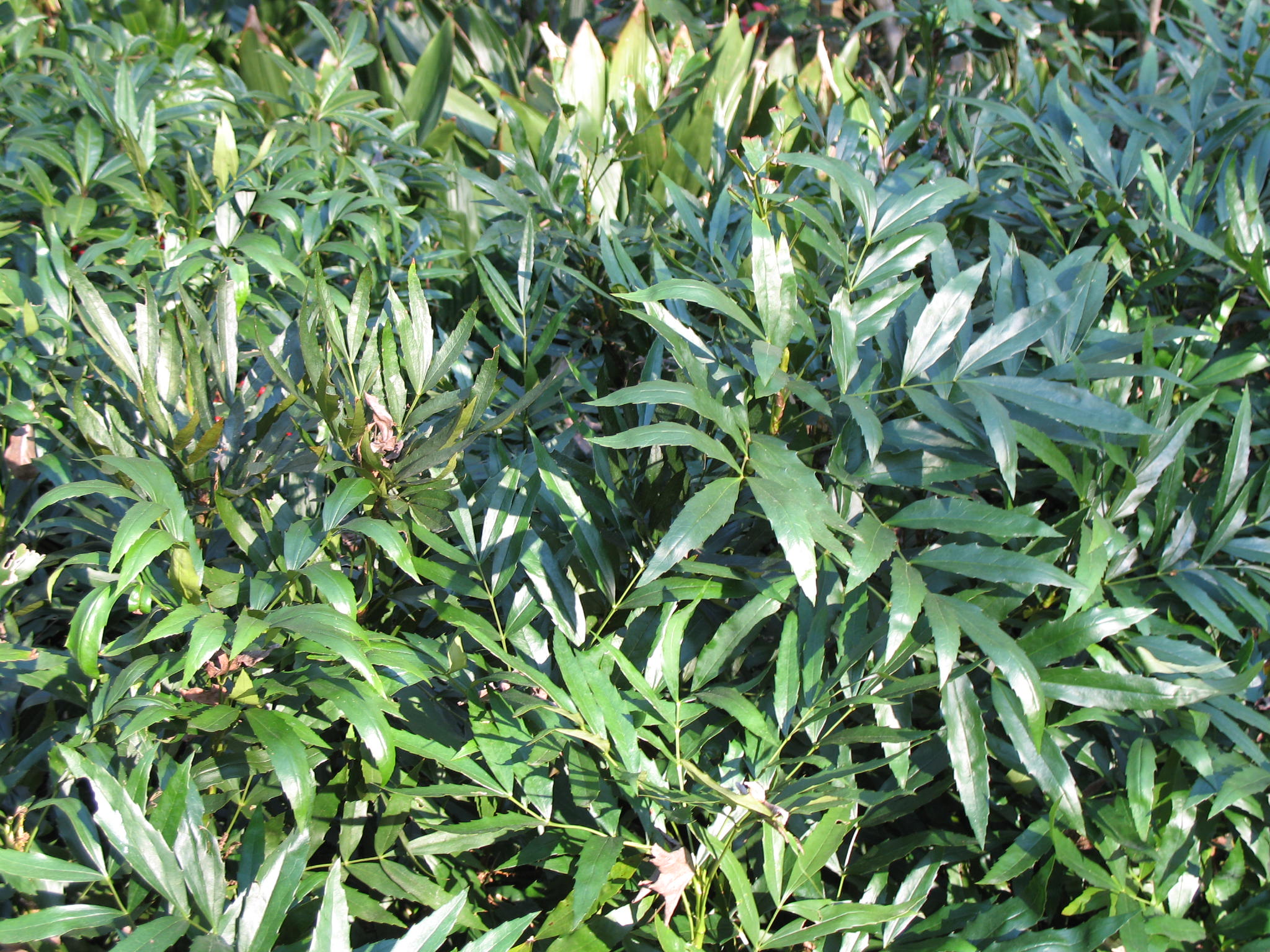 Mahonia fortunei  / Chinese Mahonia