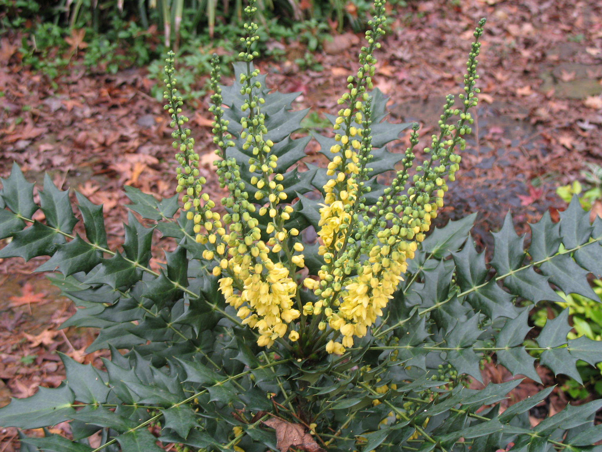 Mahonia lomariifolia  / Burmese Mahonia